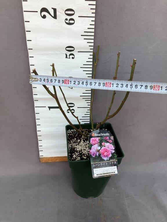 薔薇 ムーンライト ソナタ 四季咲き オリエンティス | 日本ライン花木