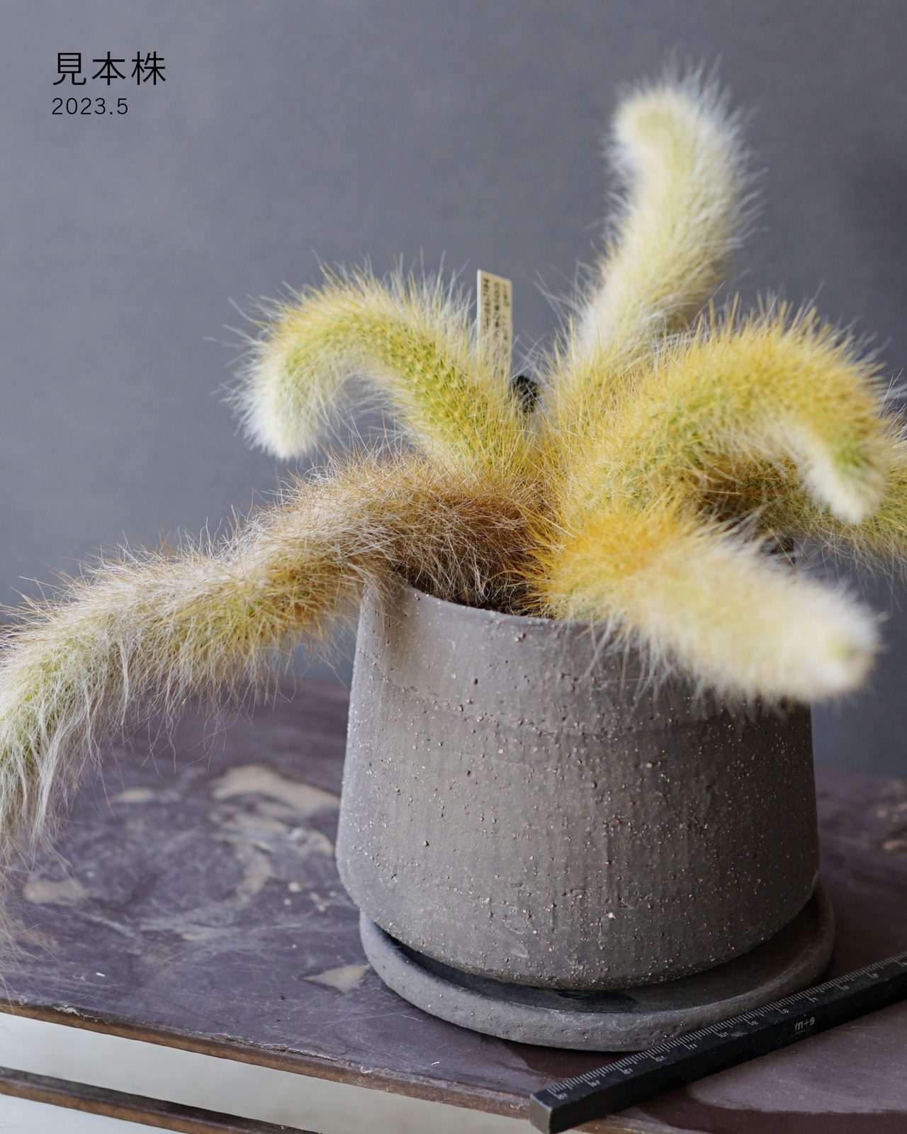 抜き苗 猫のしっぽ Cleistocactus winteri ssp.colademono