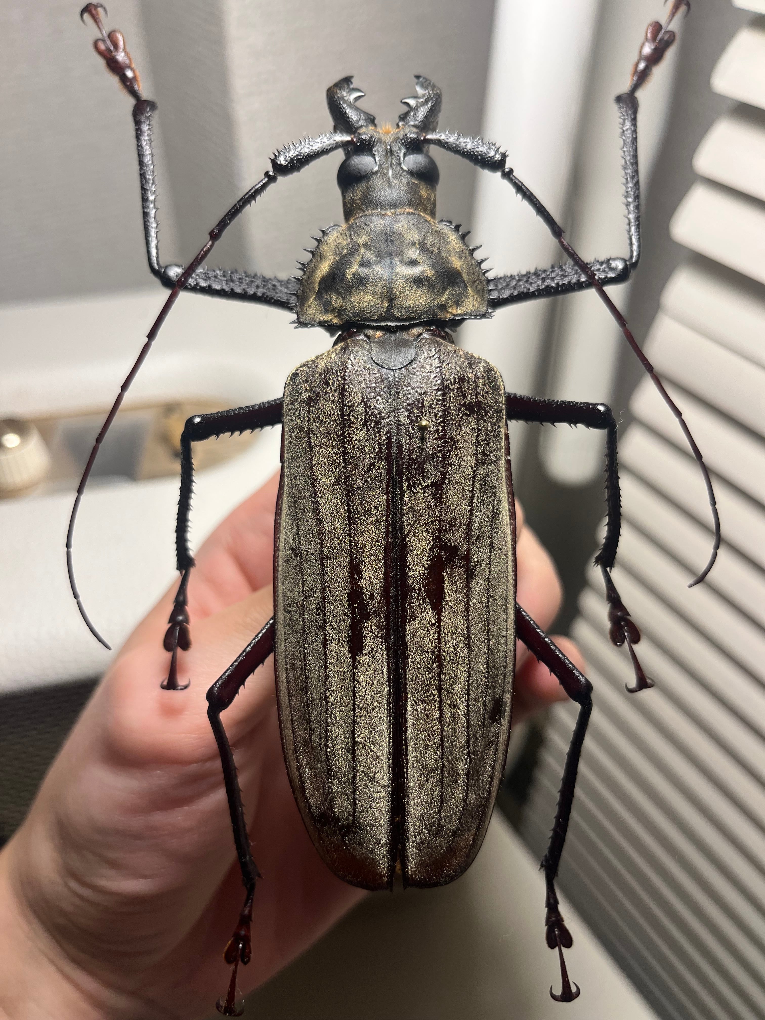 125mm♂】スジバネトゲフチオオウスバカミキリ ブルウスバカミキリ