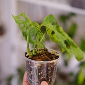Monstera adansonii Mottled / モンステラ アダンソニー ミント㉚ / 観葉植物
