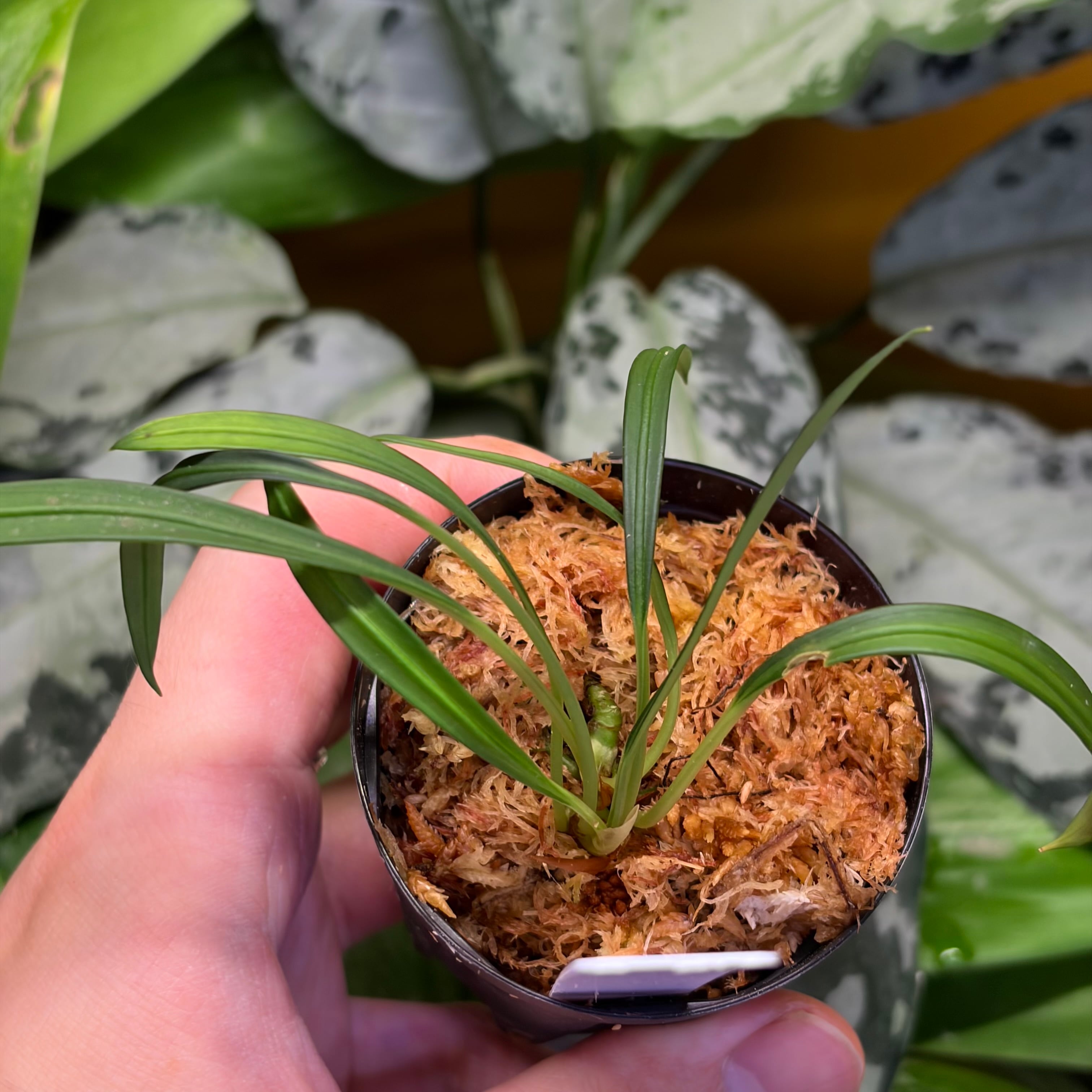 Bucephalandra cf. filiformis Sanggau Kalimantan Barat【ZOE0226-17i