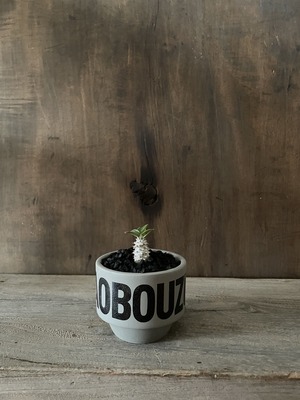 【新着】Pachypodium Tackyi × AOBOUZU NAME POT black【初入荷・激レア品種】パキポディウム タッキー_2