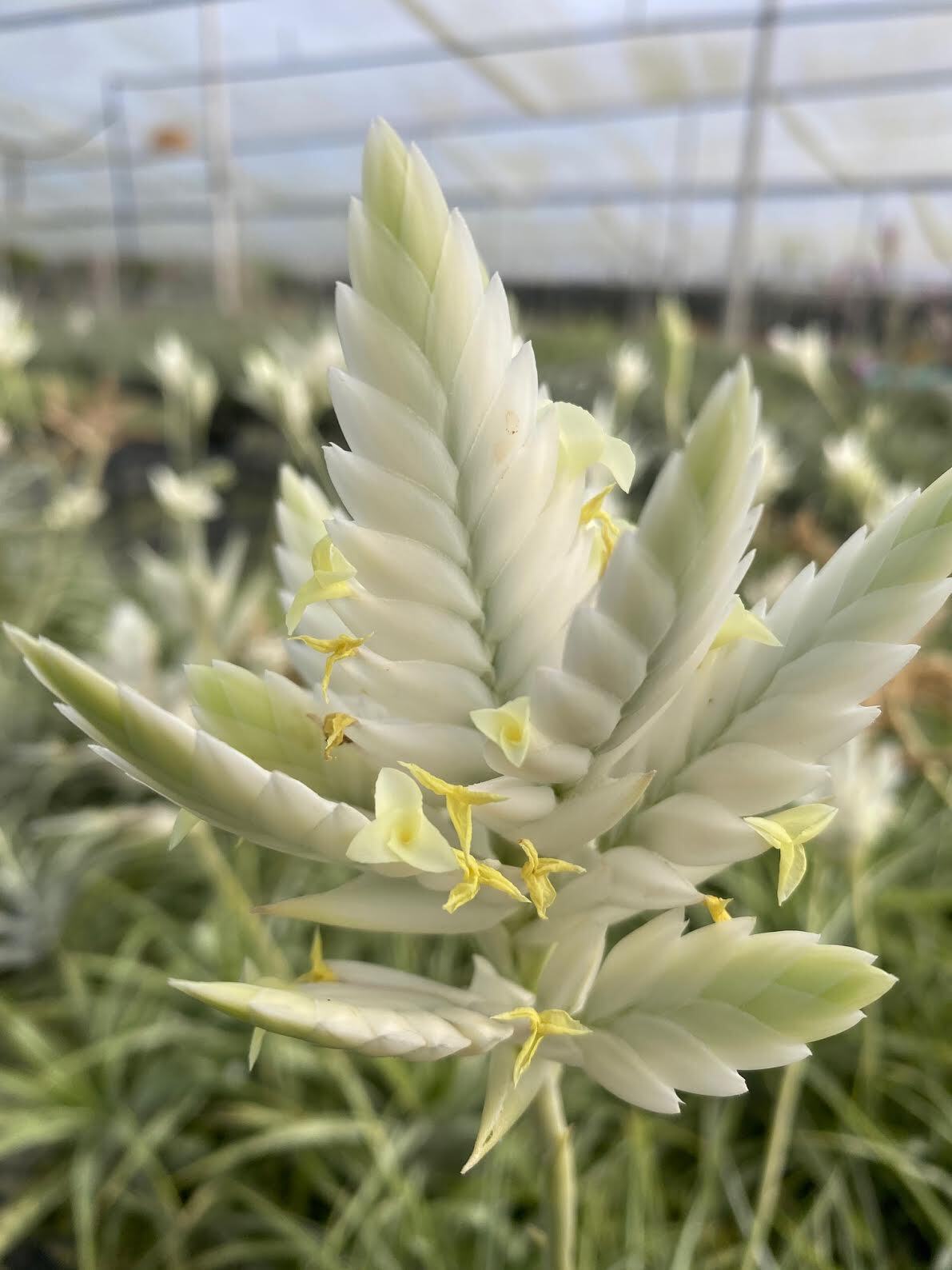 Tillandsia cacticola 'Alba' チランジア・カクティコラ アルバ☆エア