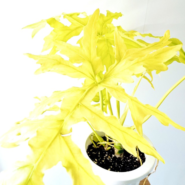 光を纏うリーフ セロームゴールド 観葉植物 calm cafe