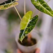 アロカシア バンビーノ イエロー / Alocasia bambino variegated 'Yellow'⑮ / 観葉植物