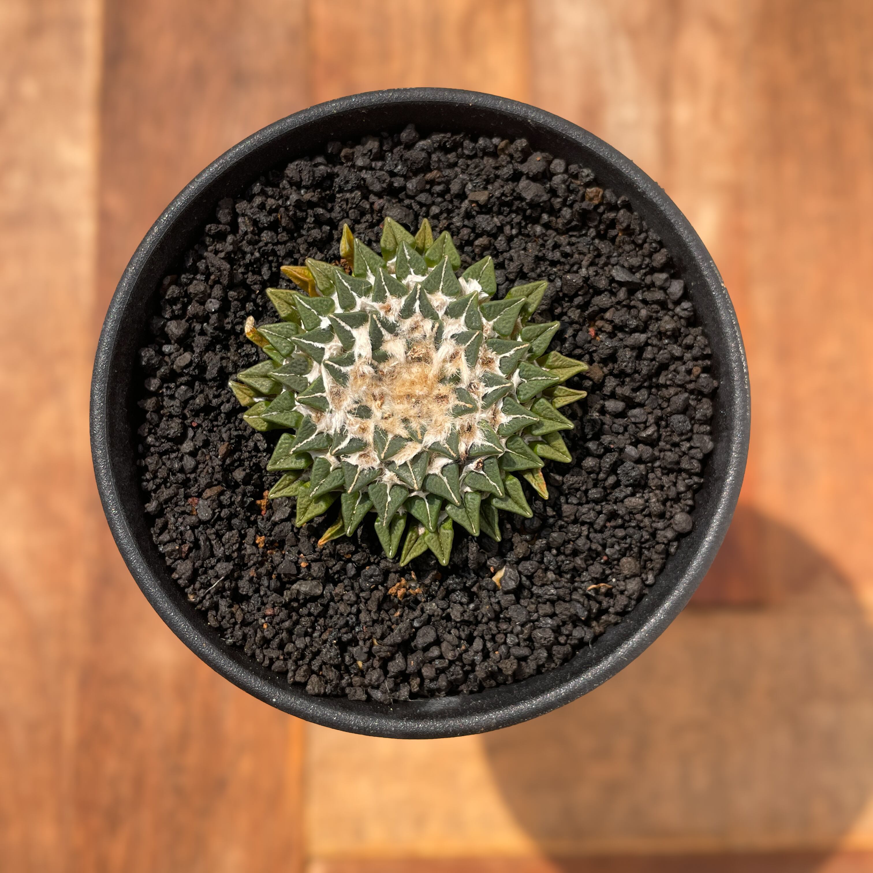 Ariocarpus kotschoubeyanus【アリオカルプス・姫牡丹・実生