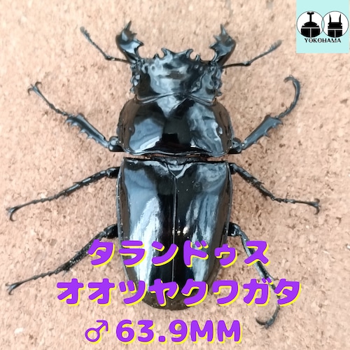 タランドゥスオオツヤクワガタ ♂ 63.9mm 販売中 | カブクワショップ横浜