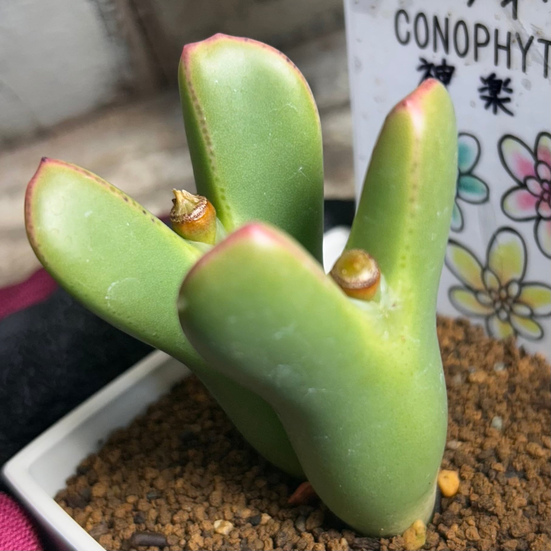 コノフィツム　ヤンギー　ポットごと コノフィツム 旧オフタルモ系 | 多肉植物を中心にペットのことなども