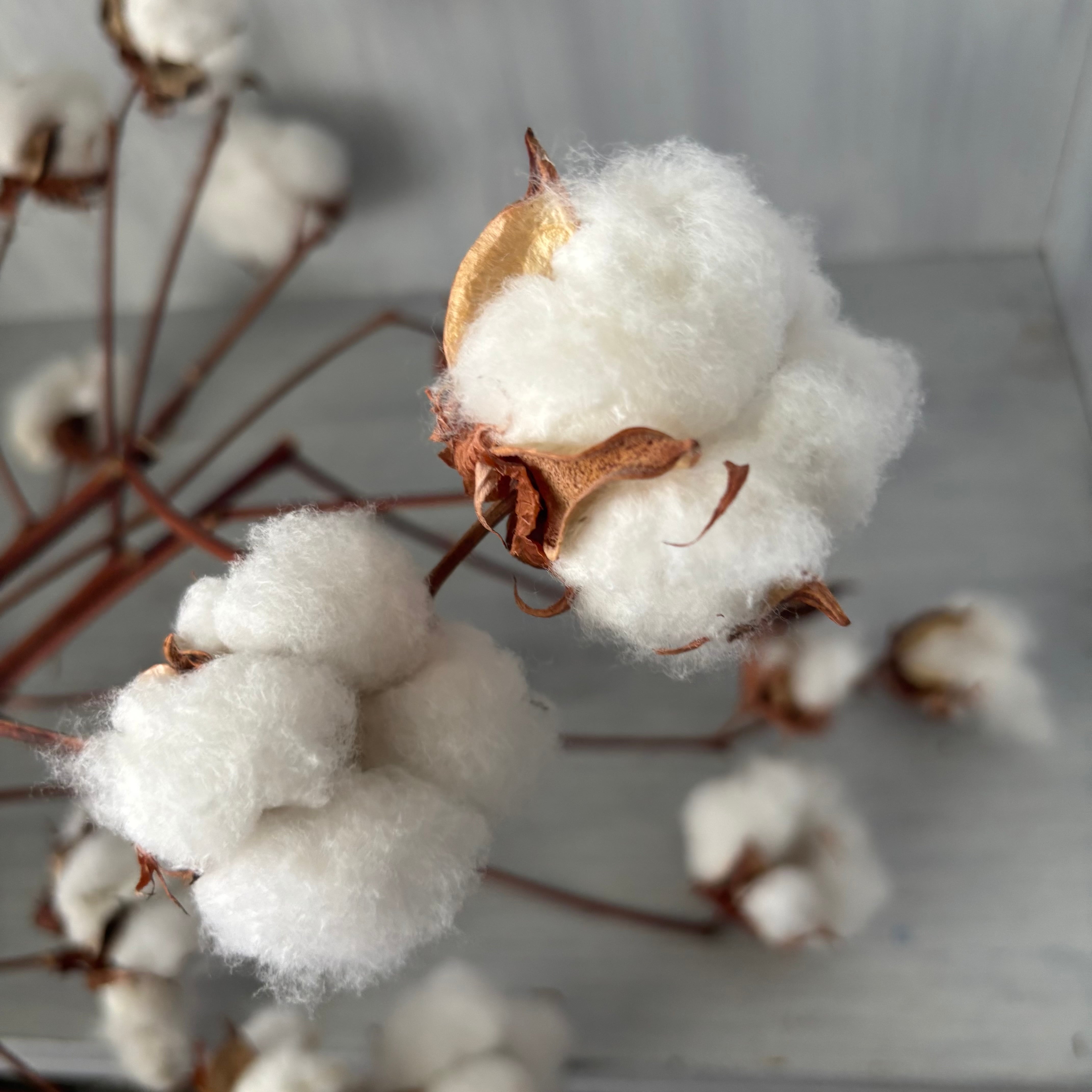 ネイティブフラワー『バンクシア』 4本 ドライフラワー | 新鮮お花問屋