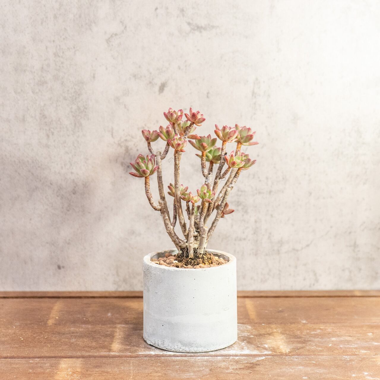 初心者さんにもおすすめ！可愛いエケベリア ミニベルと手作りモルタル鉢のセット｜届いてすぐ飾れる鉢植え【虫発生抑制】