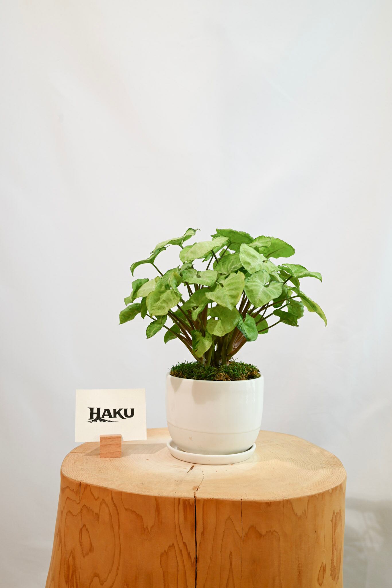 シンゴニウム