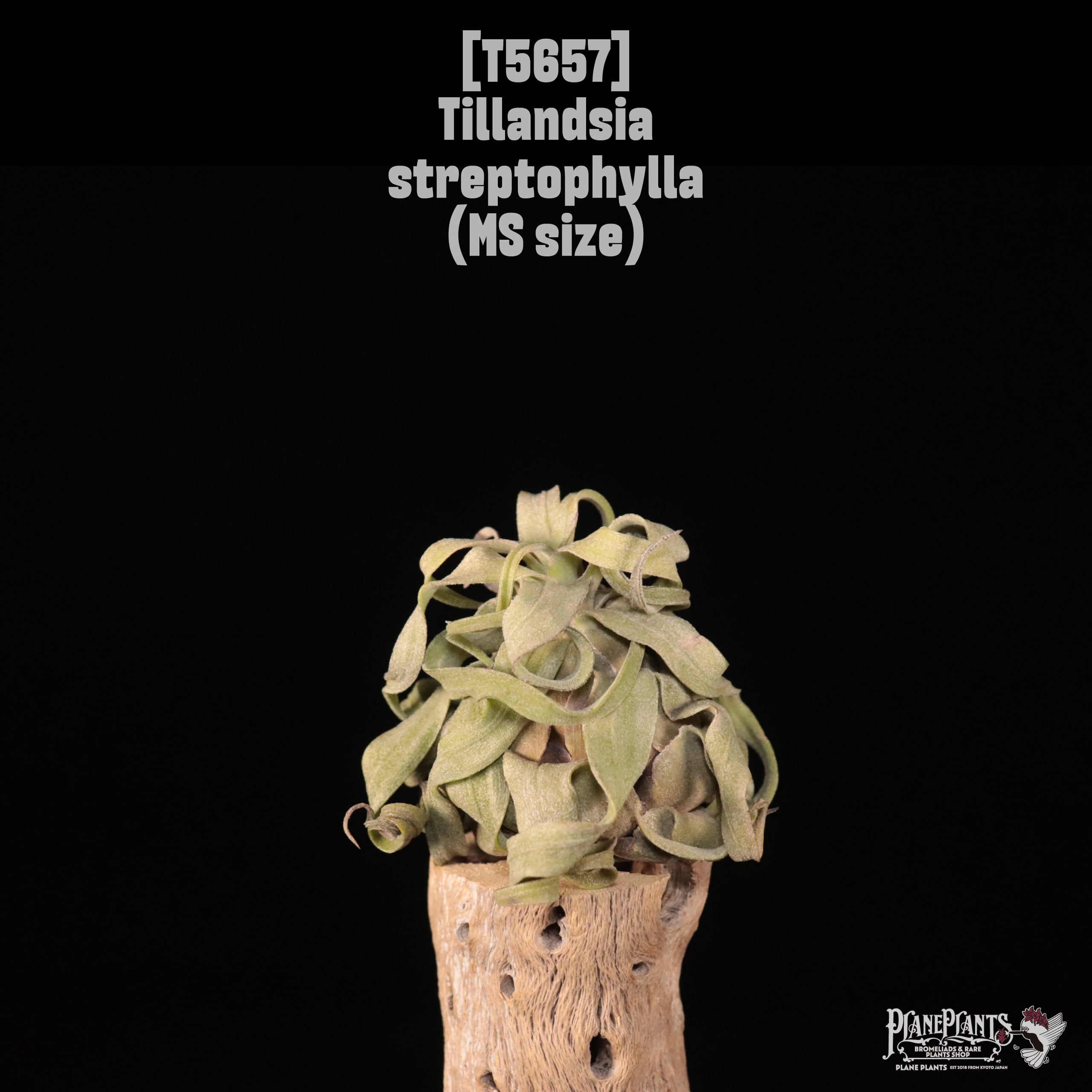 【送料無料】streptophylla MS〔エアプランツ〕現品発送T5657
