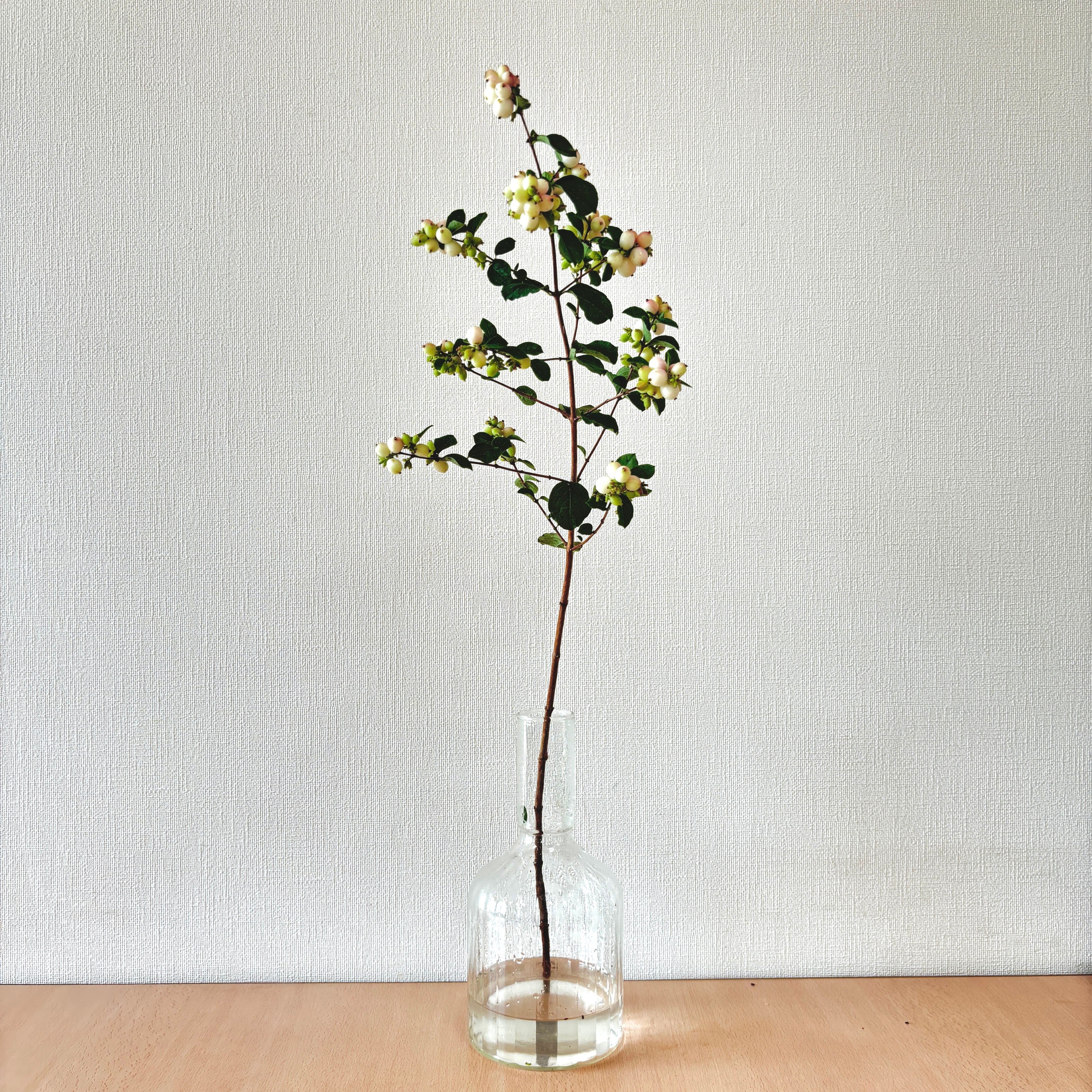 季節の枝物 JA美唄 シンフォリカルポス ホワイトヘッジ 長め 5本