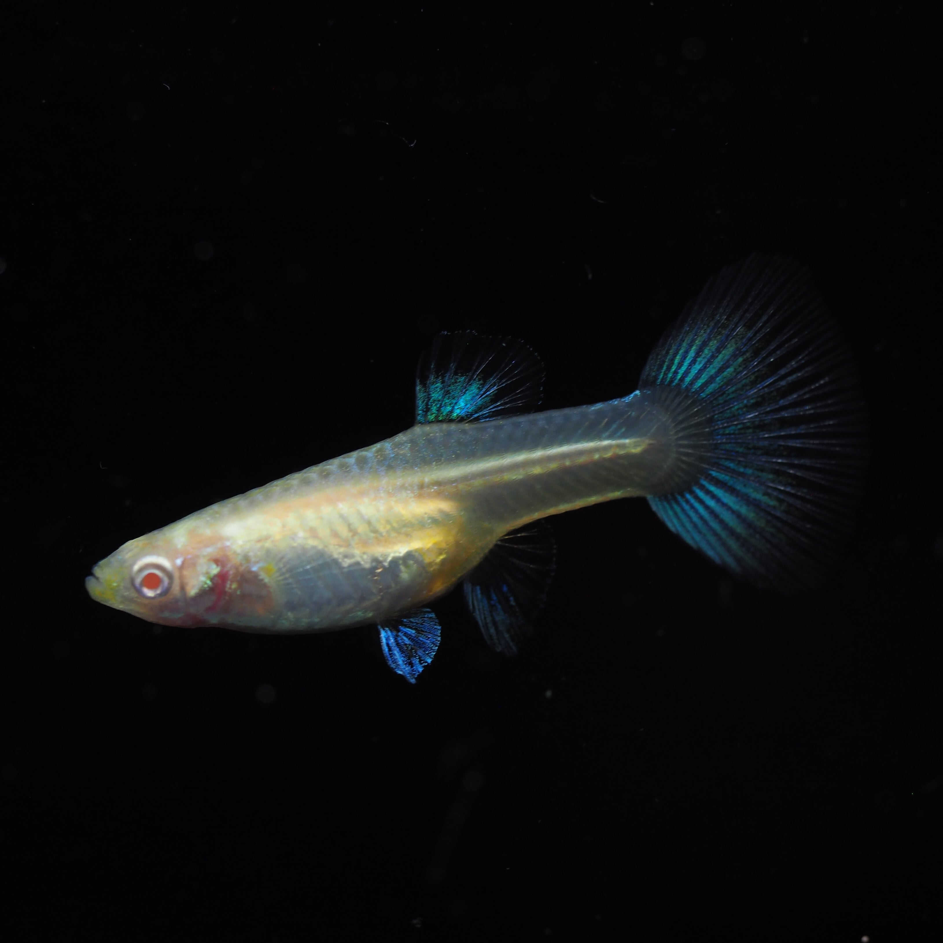 RREAアクアマリンレッドテールタキシード 1ペア(国産グッピー) | 伊豆