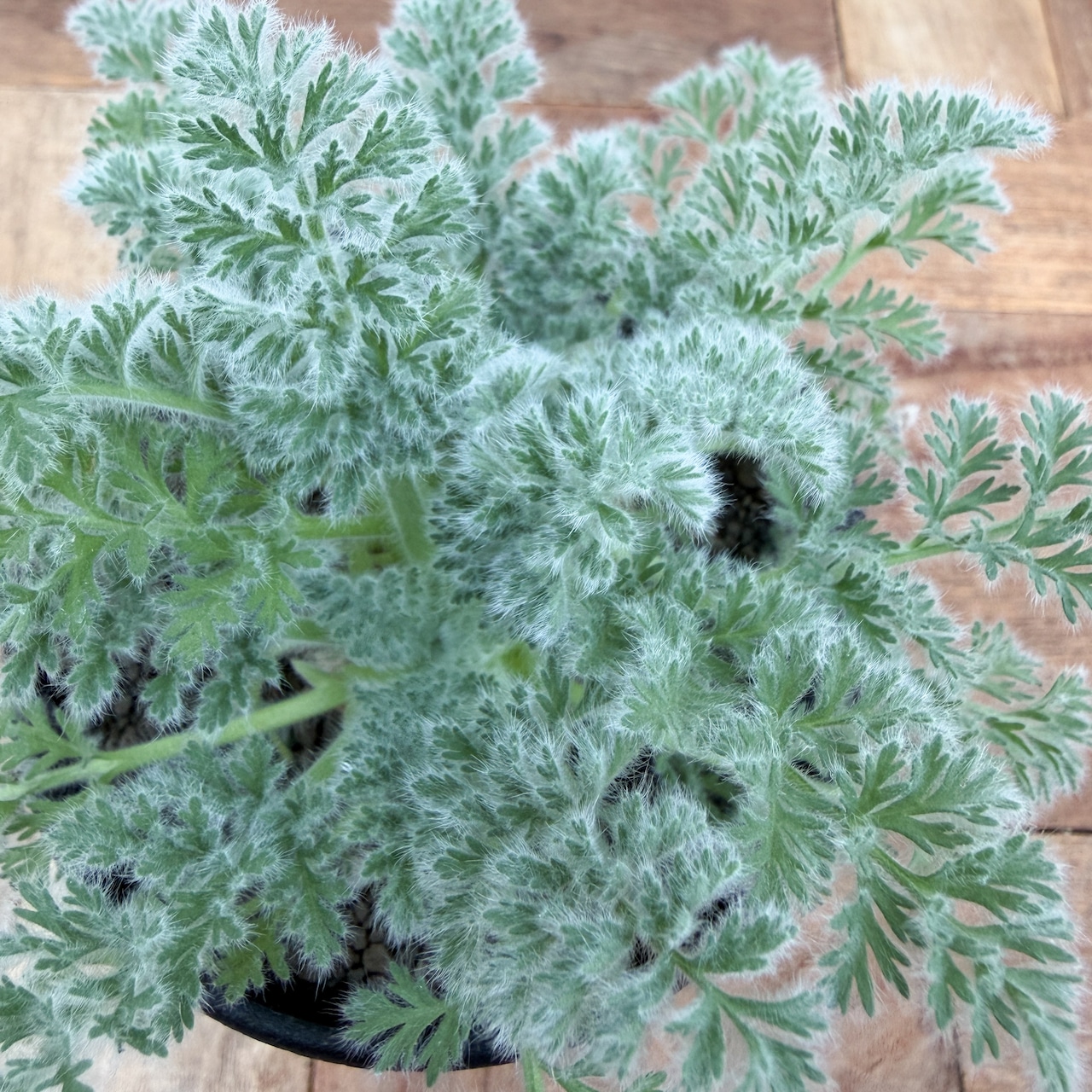 Pelargonium appendiculatum 【ぺラルゴニウム・アッペンディクラツム・実生】
