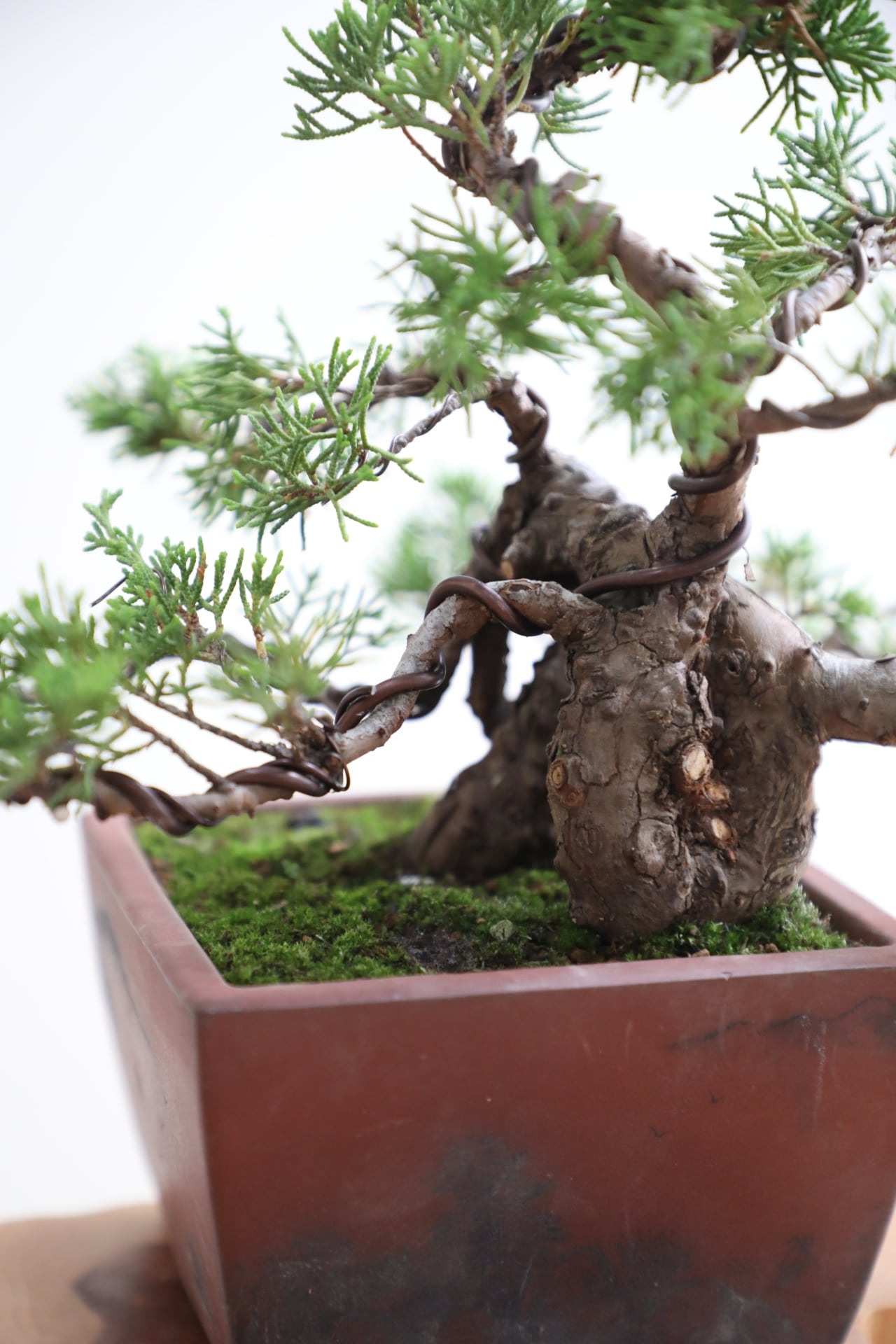 M】糸魚川真柏 盆栽 ※推定樹齢40年/Juniper Shimpaku | 【厳選植物・器
