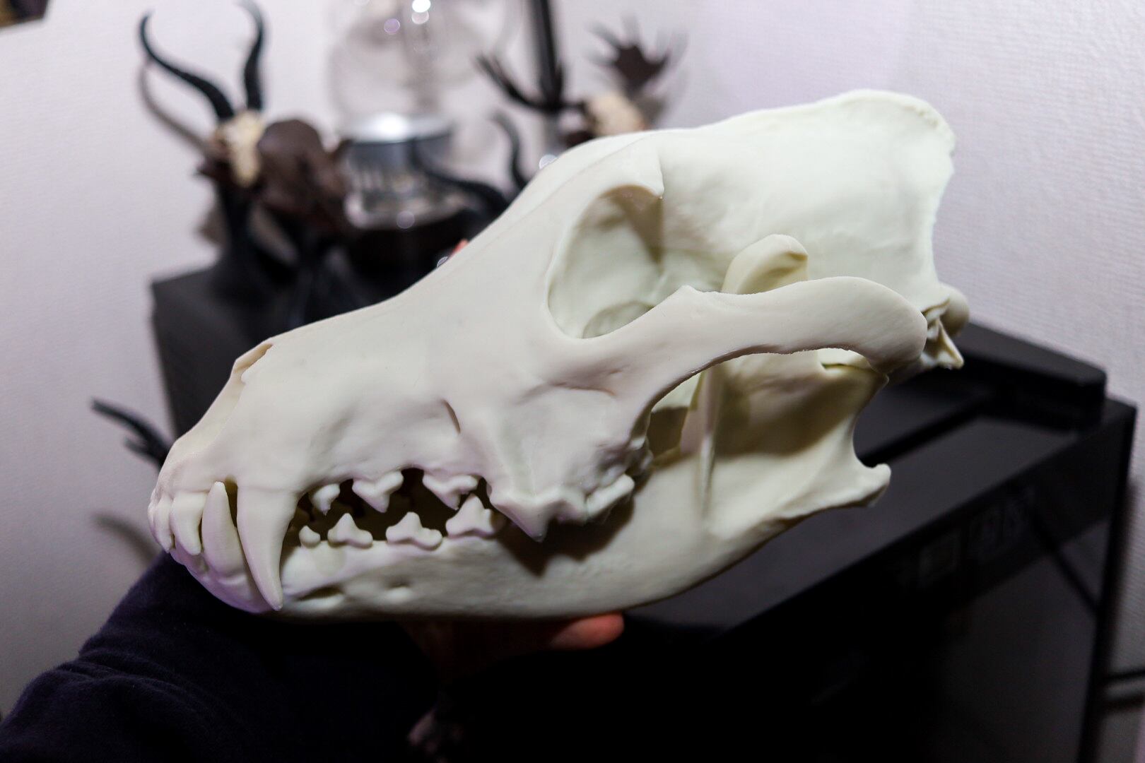 タイリクオオカミ原寸大頭骨模型 | 生き物グッズ屋〈4C-UNIT〉