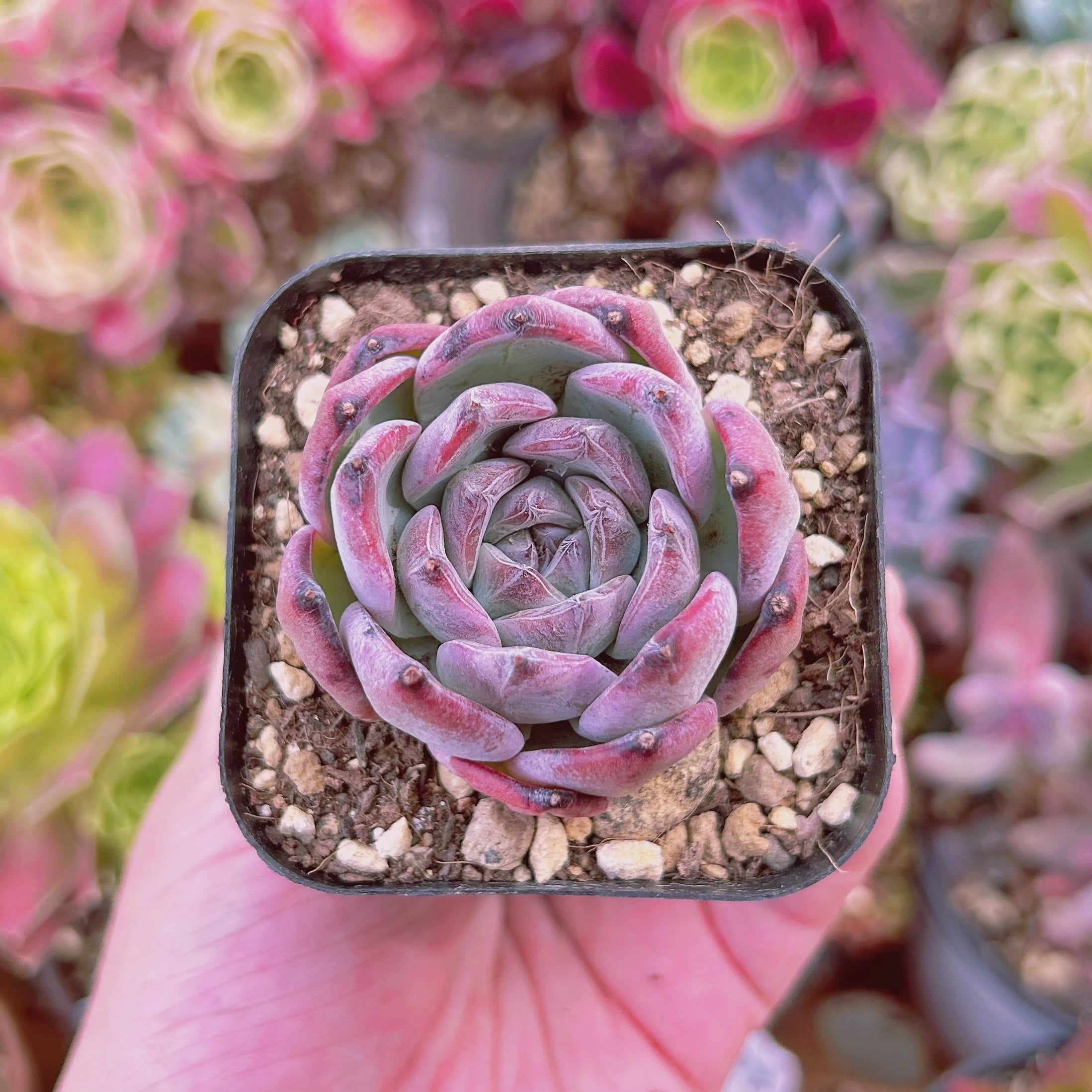 現物　多肉植物　黒武士　抜き苗