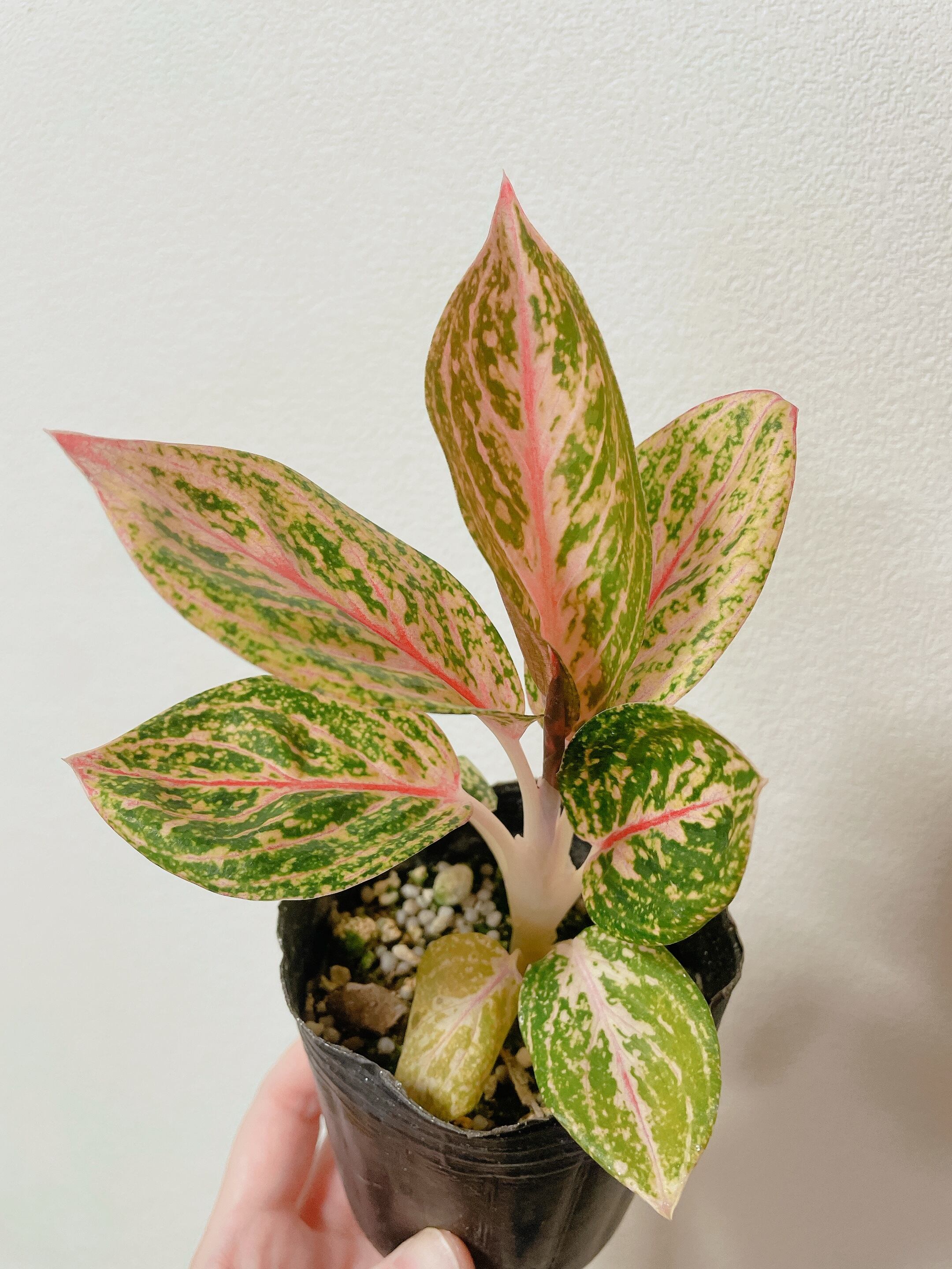 アンスリウムレッドダークフェニックス 株分