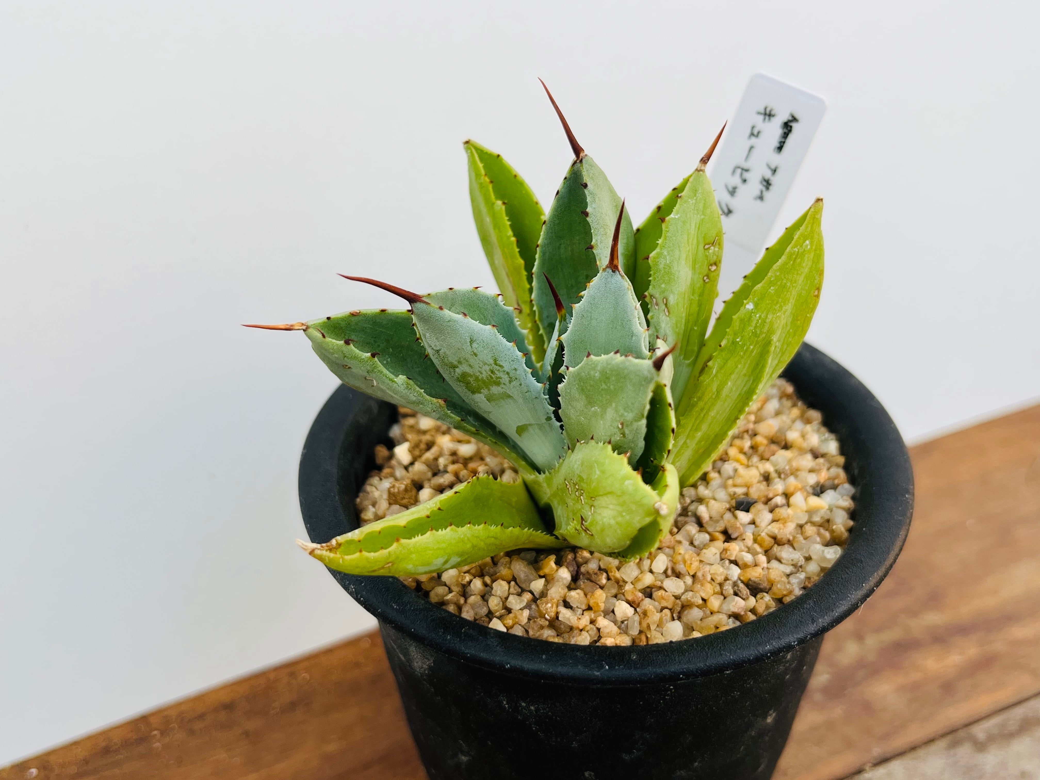 Agave potatorum f.monstrosa 'cubic' アガベ キュービック 多肉植物