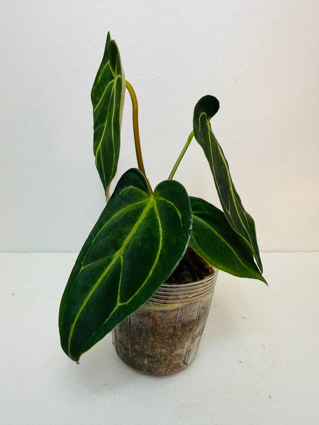 残り1鉢！アンスリウム・レガレ 2.5号 | 観葉植物と雑貨のお店 VIVAGREEN
