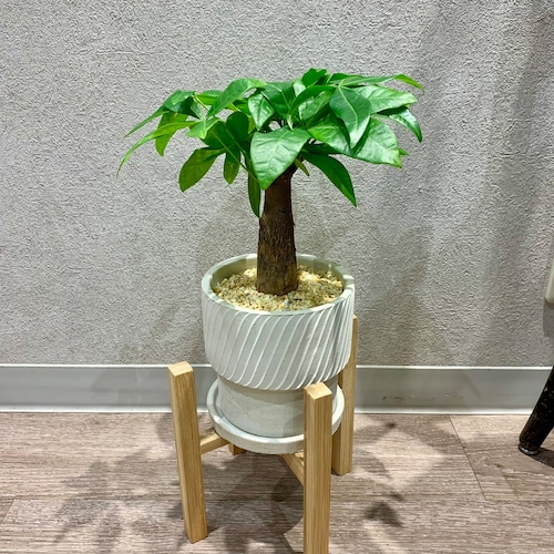 一点もの【パキラ】｜観葉植物｜発財樹｜Money tree｜開店祝い｜新築祝い｜引越し祝い｜お祝い｜自宅用