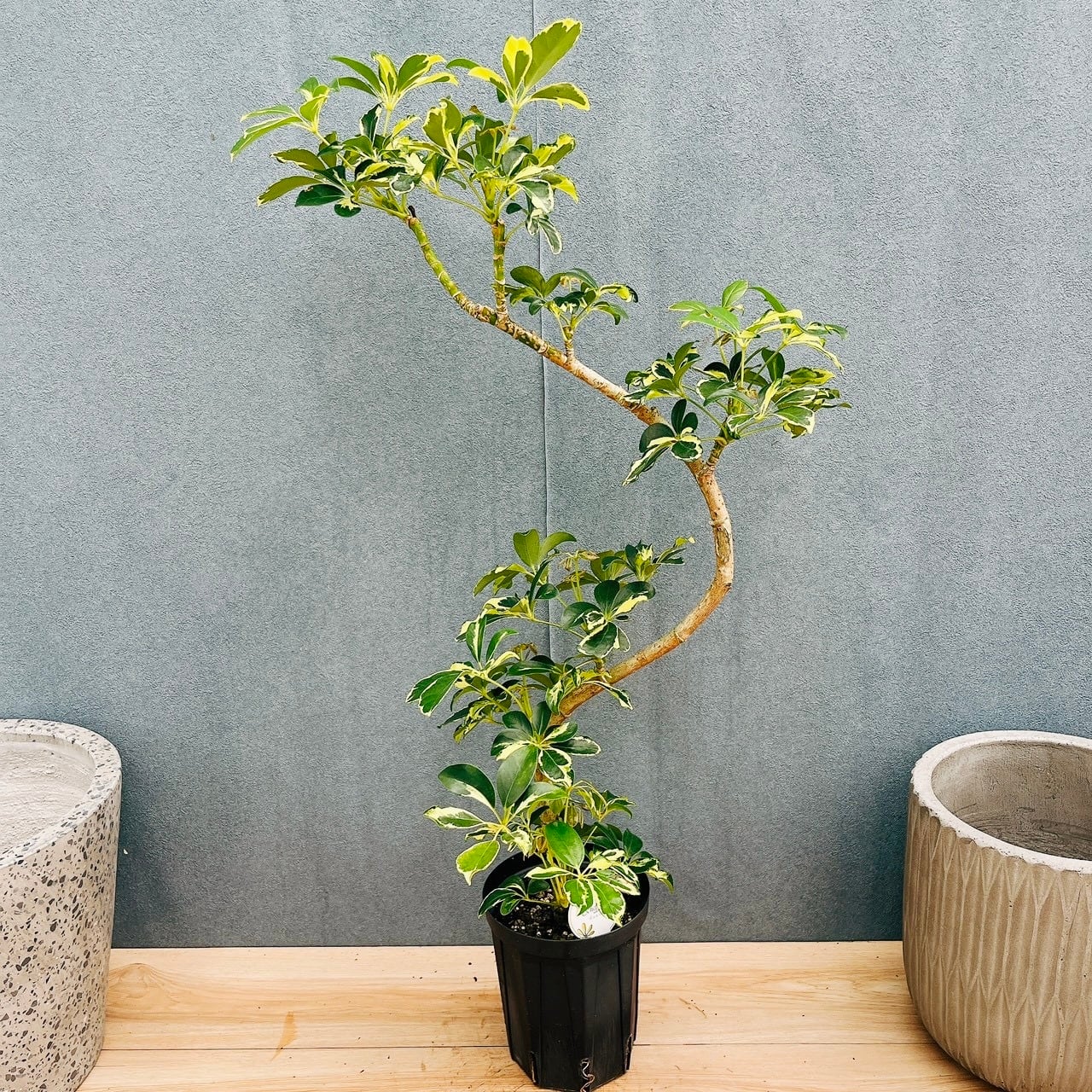 現品］【希少】J キンモウコウ 7号 観葉植物 レア 室内 希少 おしゃれ