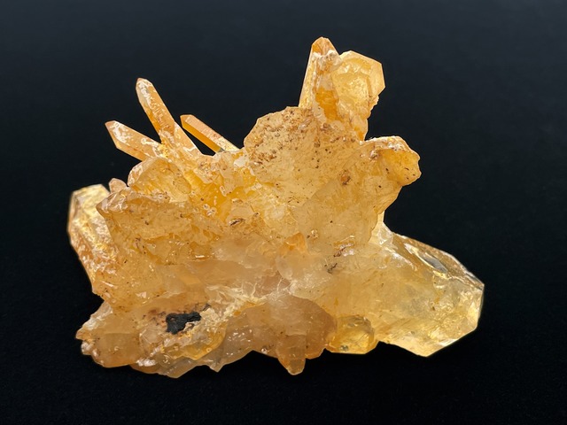 クラスター（アーカンソーゴールデンヒーラー）