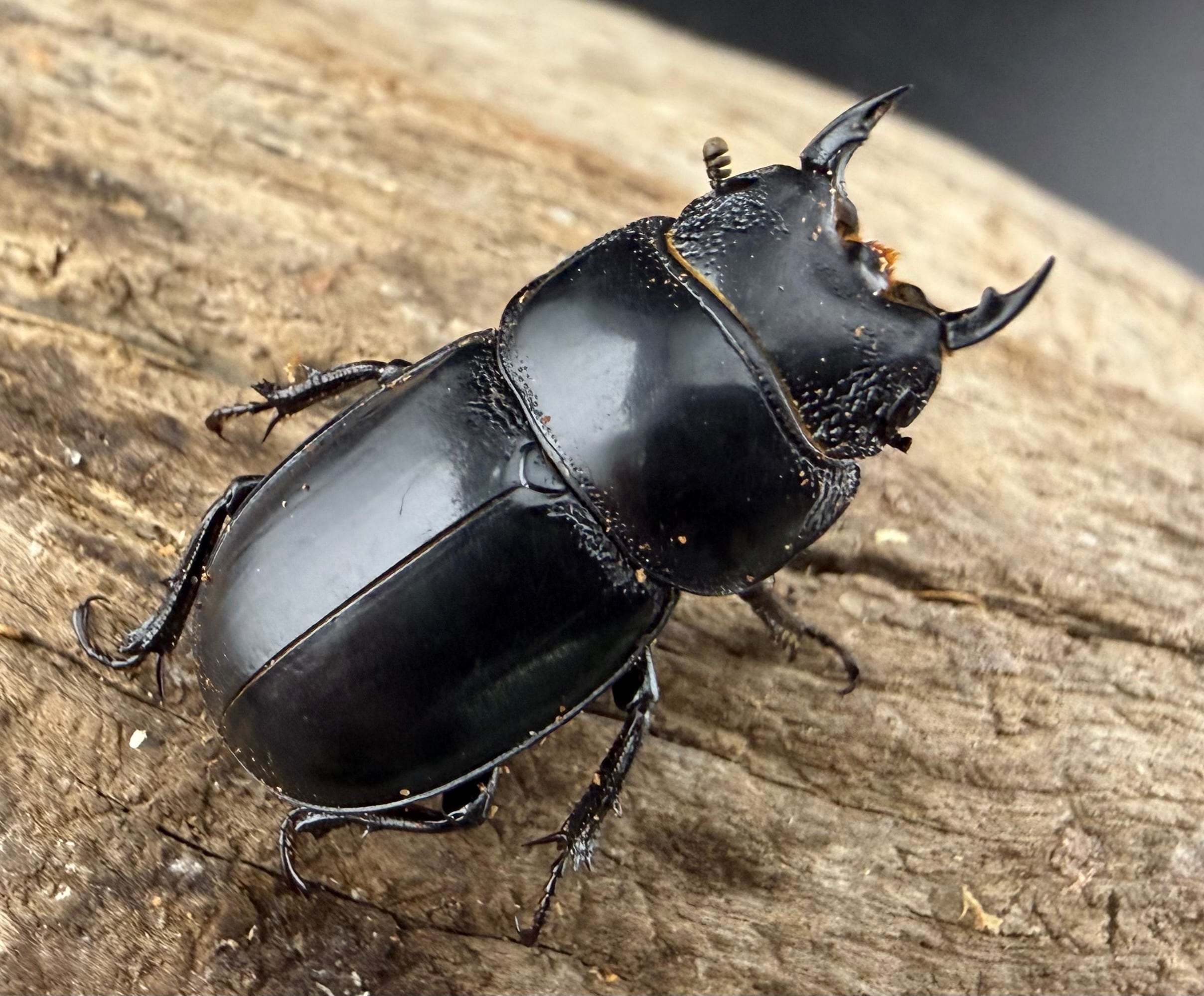 ヒラタクワガタの仲間 | KPW公式オンラインショップ