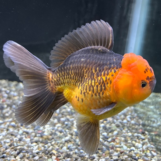 ローズテールオランダ　タイガー　１２ｃｍ