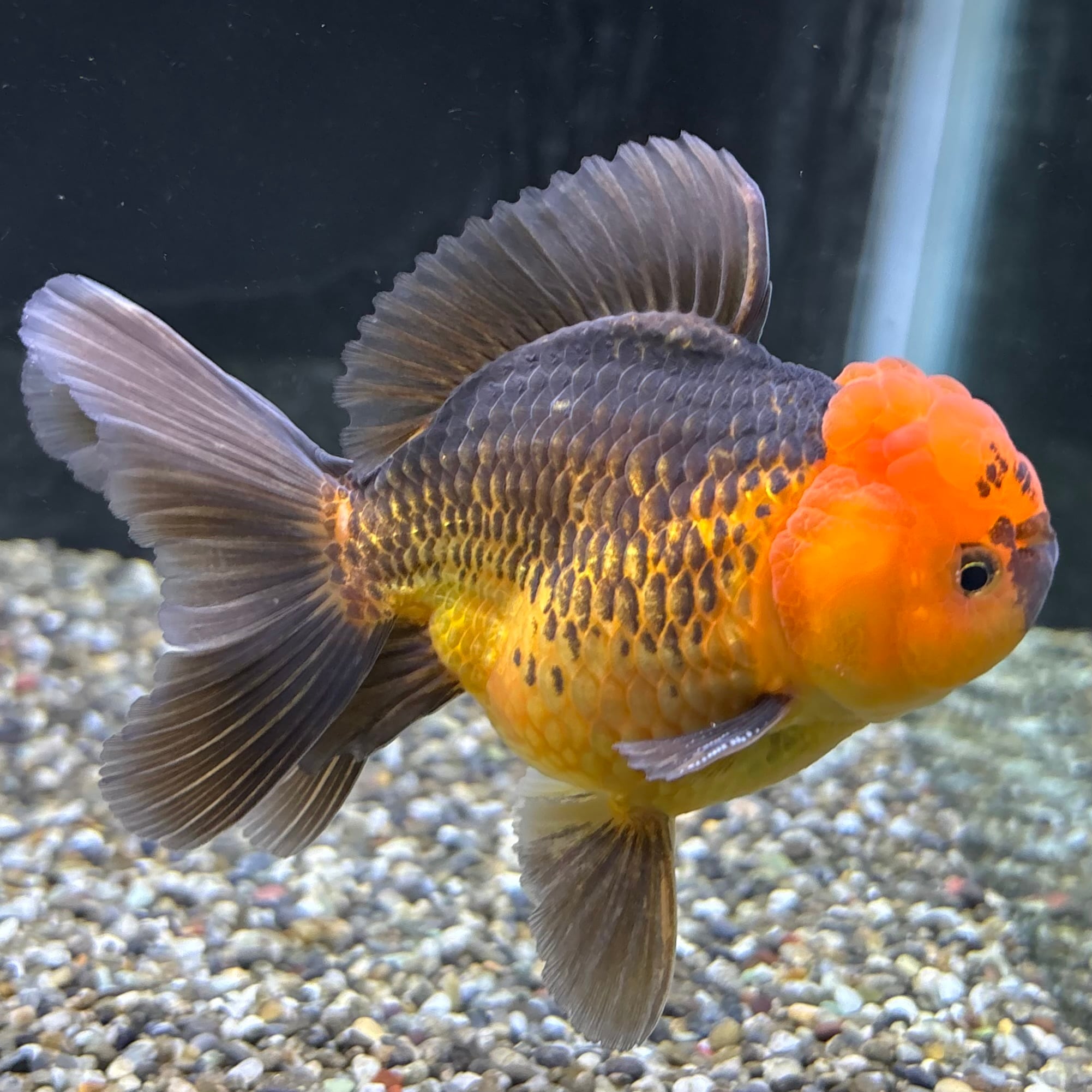 ローズテールオランダ タイガー 12cm