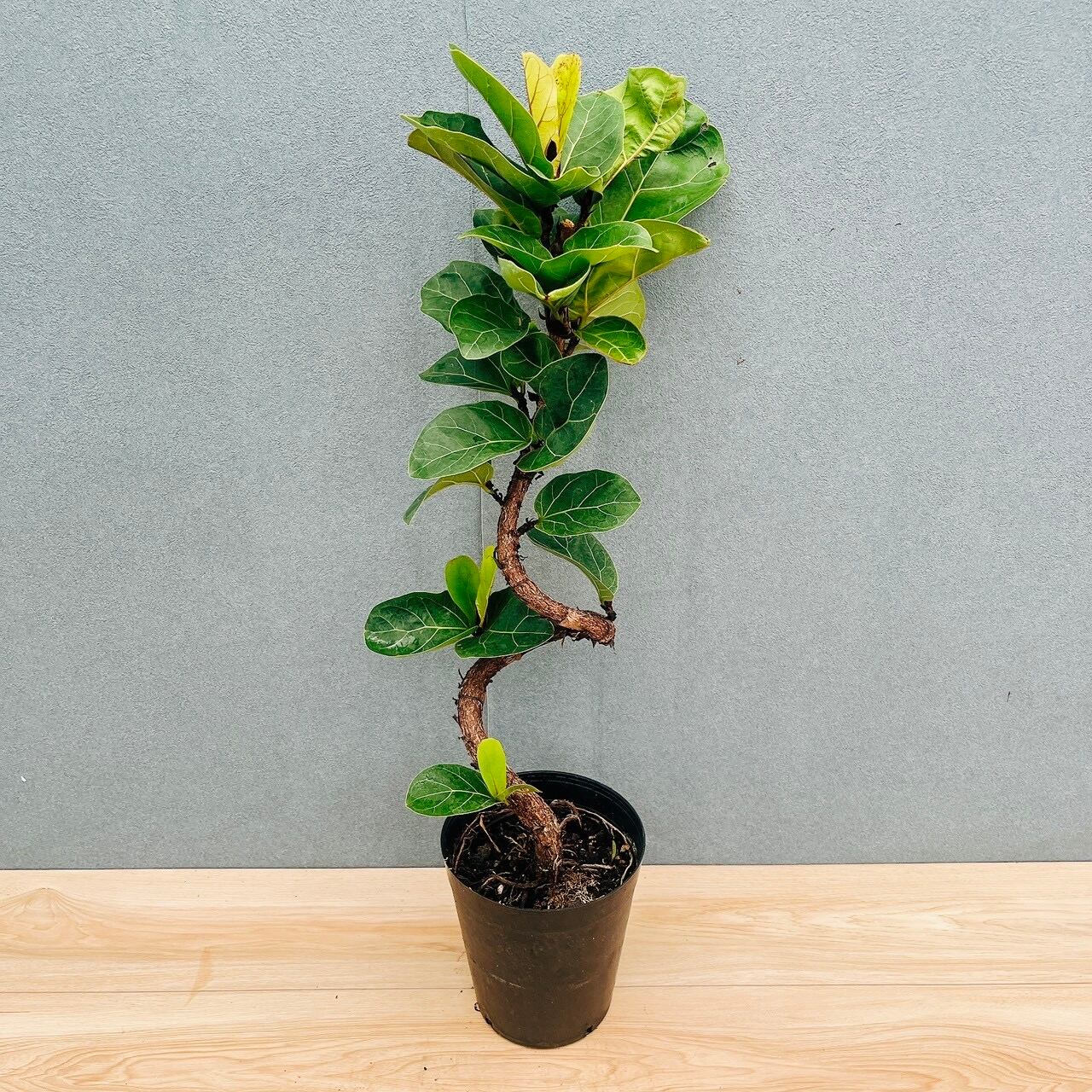 現品］R フィカス リラータ バンビーノ 曲がり 6号 観葉植物 室内