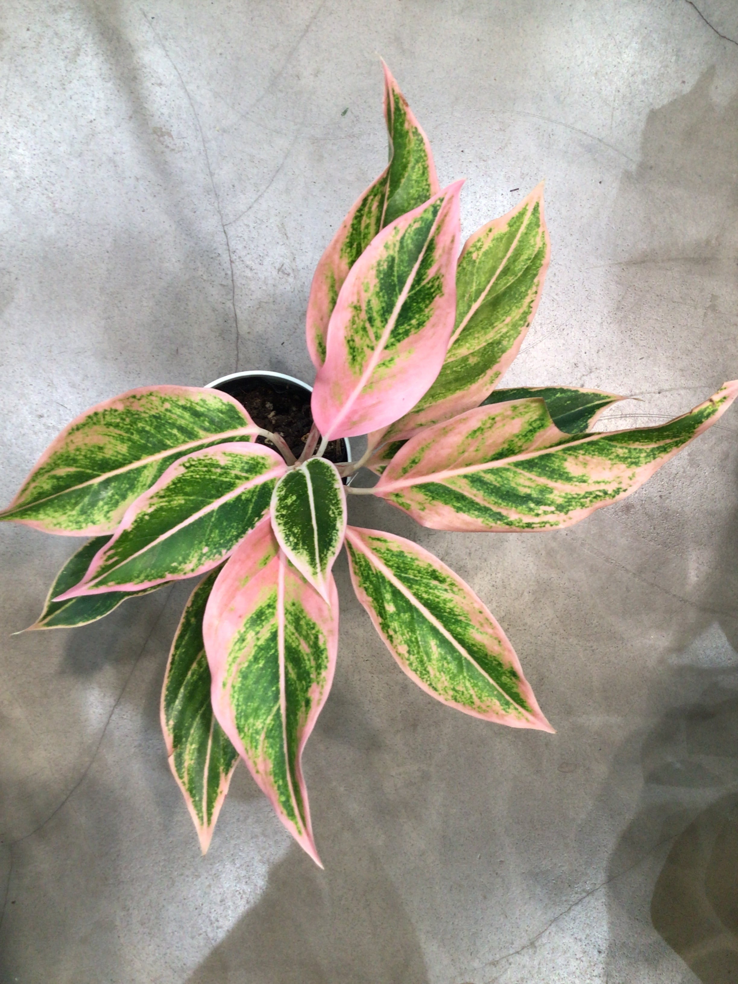 アグラオネマ サイアムオーロラピンク 5号 | MIDORIYA 観葉植物専門店