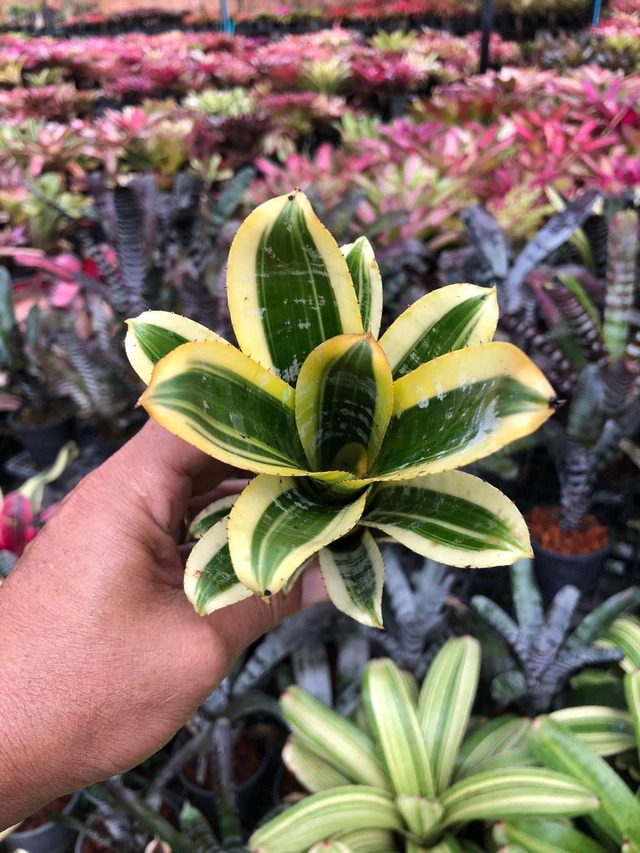 Aechmea Skotak Wild Ace 【artPLANTs】エクメア/ブロメリア