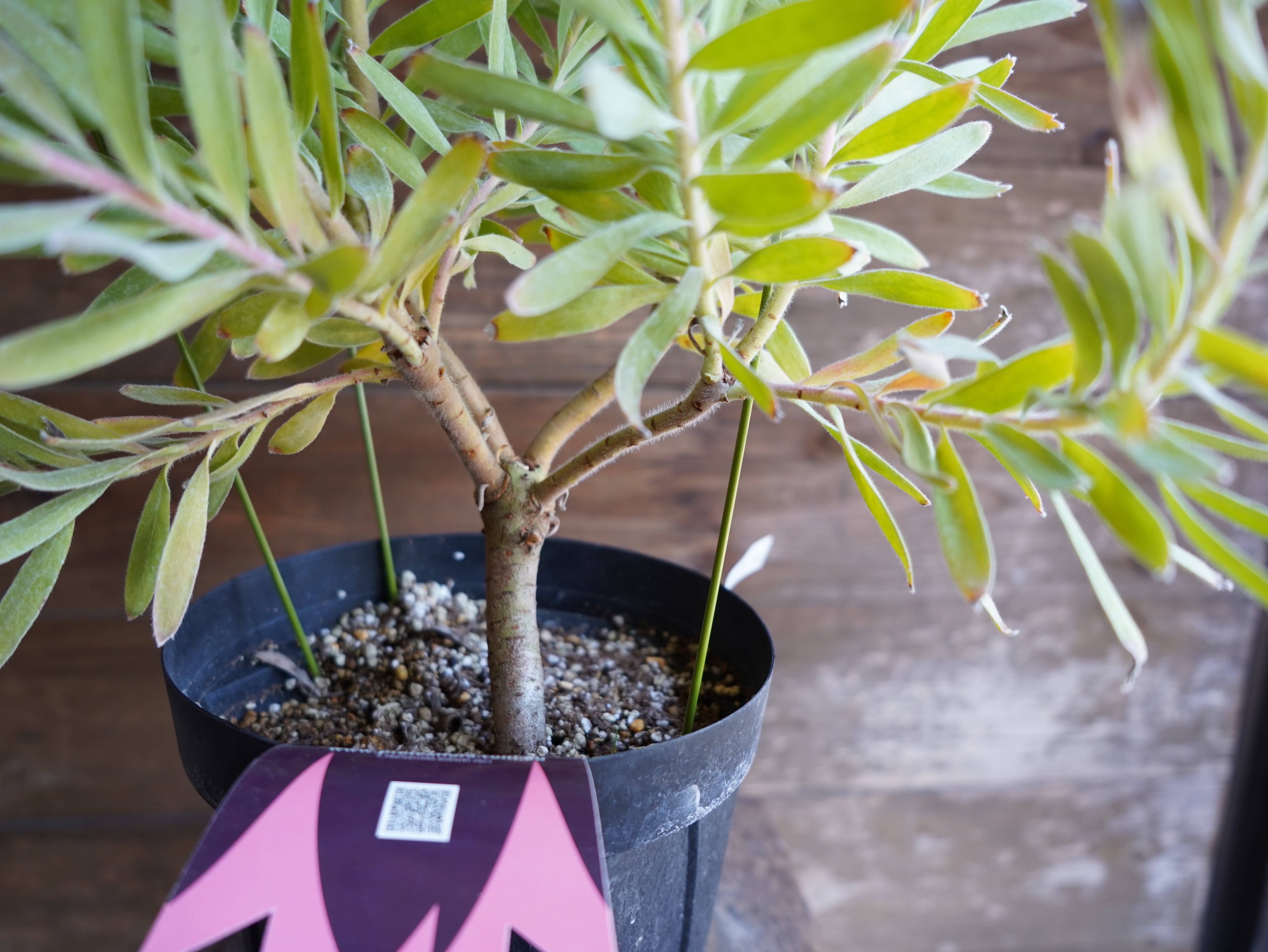 【現物】リューコスペルマム "フェニックスライジング"