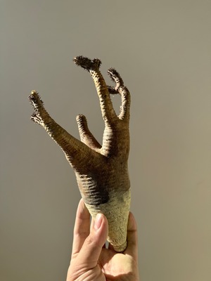 【新着】Pachypodium makayense【新鮮・ベアルート株】パキポディウム マカイエンセ 魔界玉