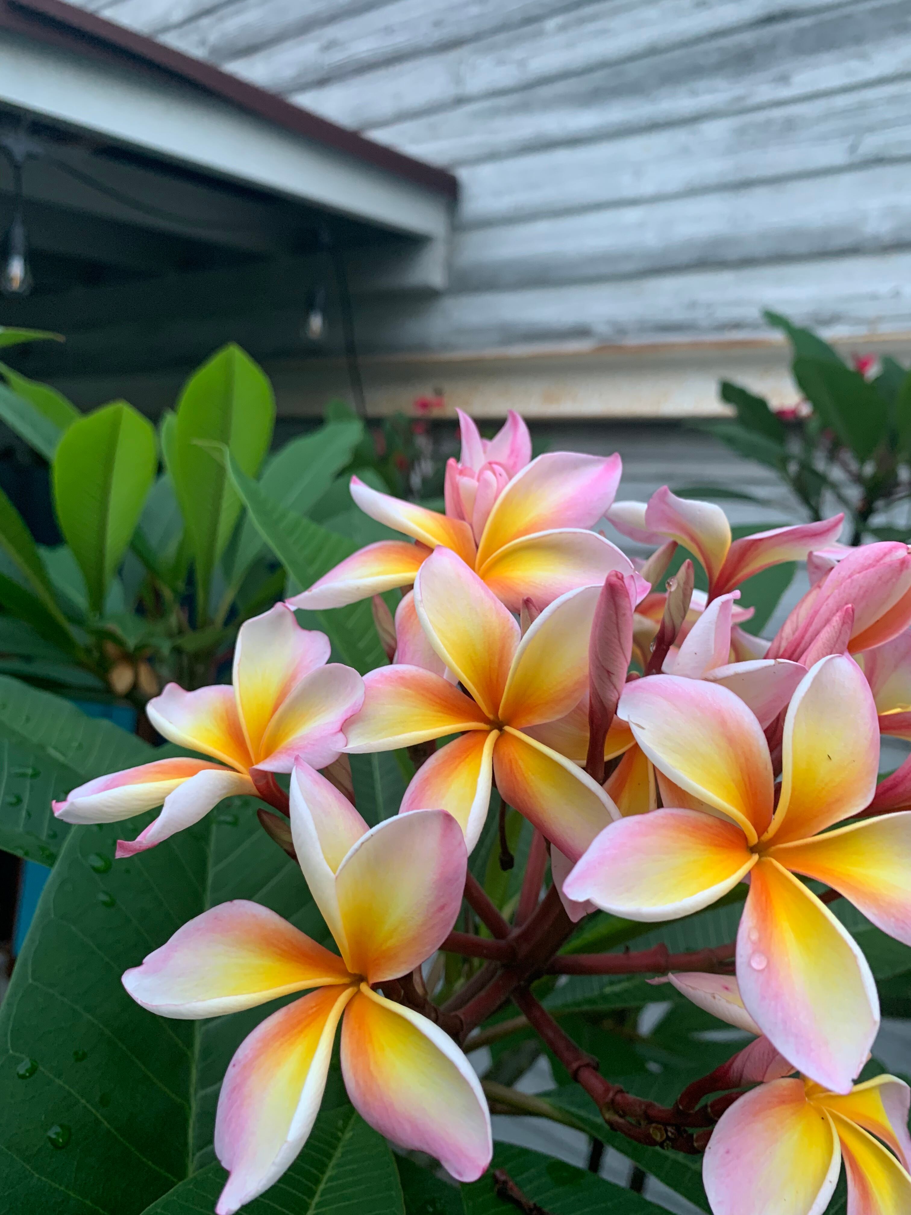 プルメリア【引き取り限定】 【公式通販】