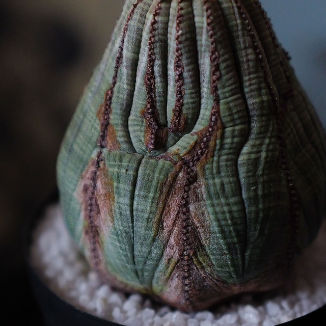 木質化 マウンテン オベサ / ユーフォルビア