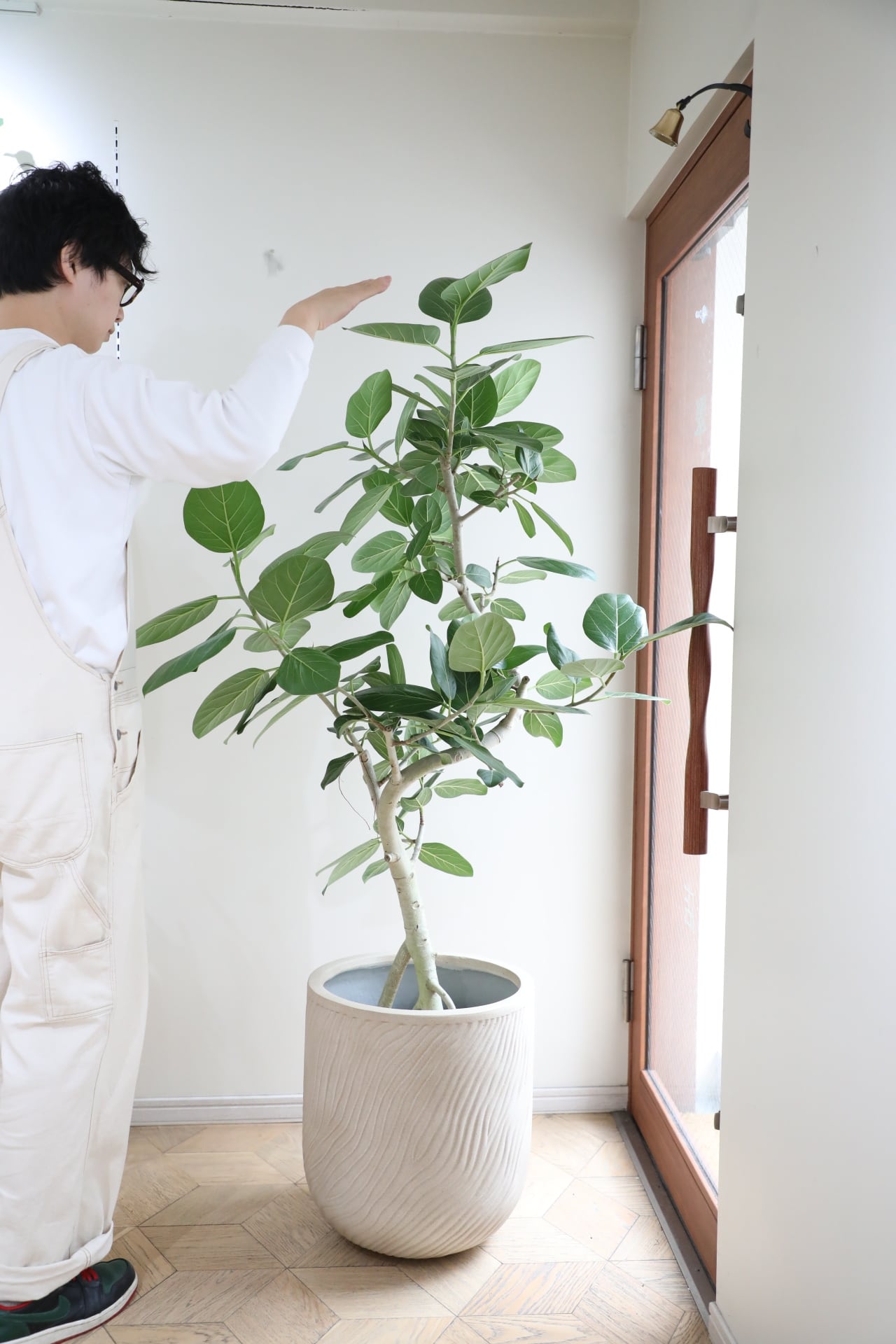 L/165cm】フィカス ベンガレンシス/Ficus benghalensis ※陶器鉢カバー
