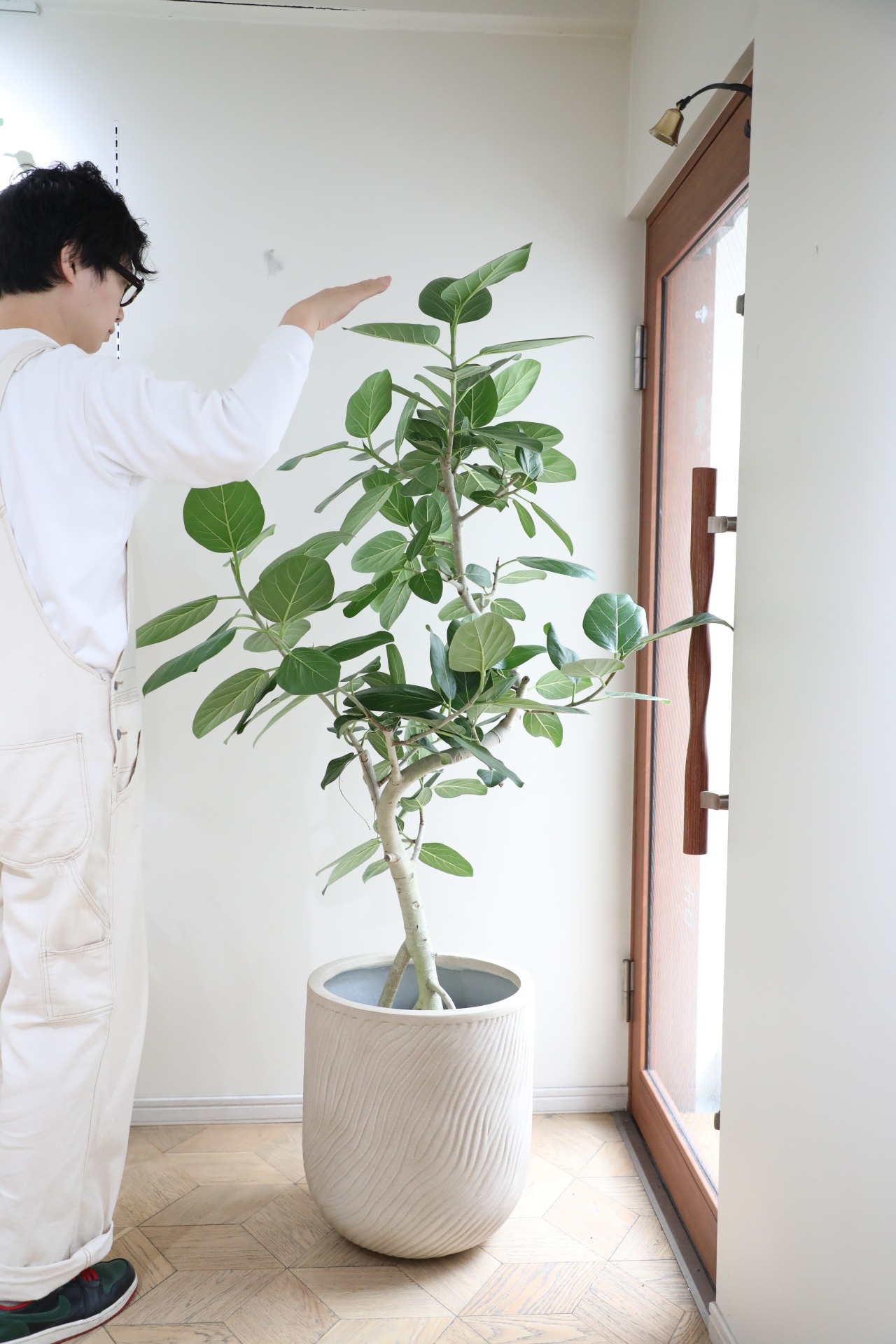 【L/165cm】フィカス ベンガレンシス/Ficus benghalensis ※陶器鉢カバー別