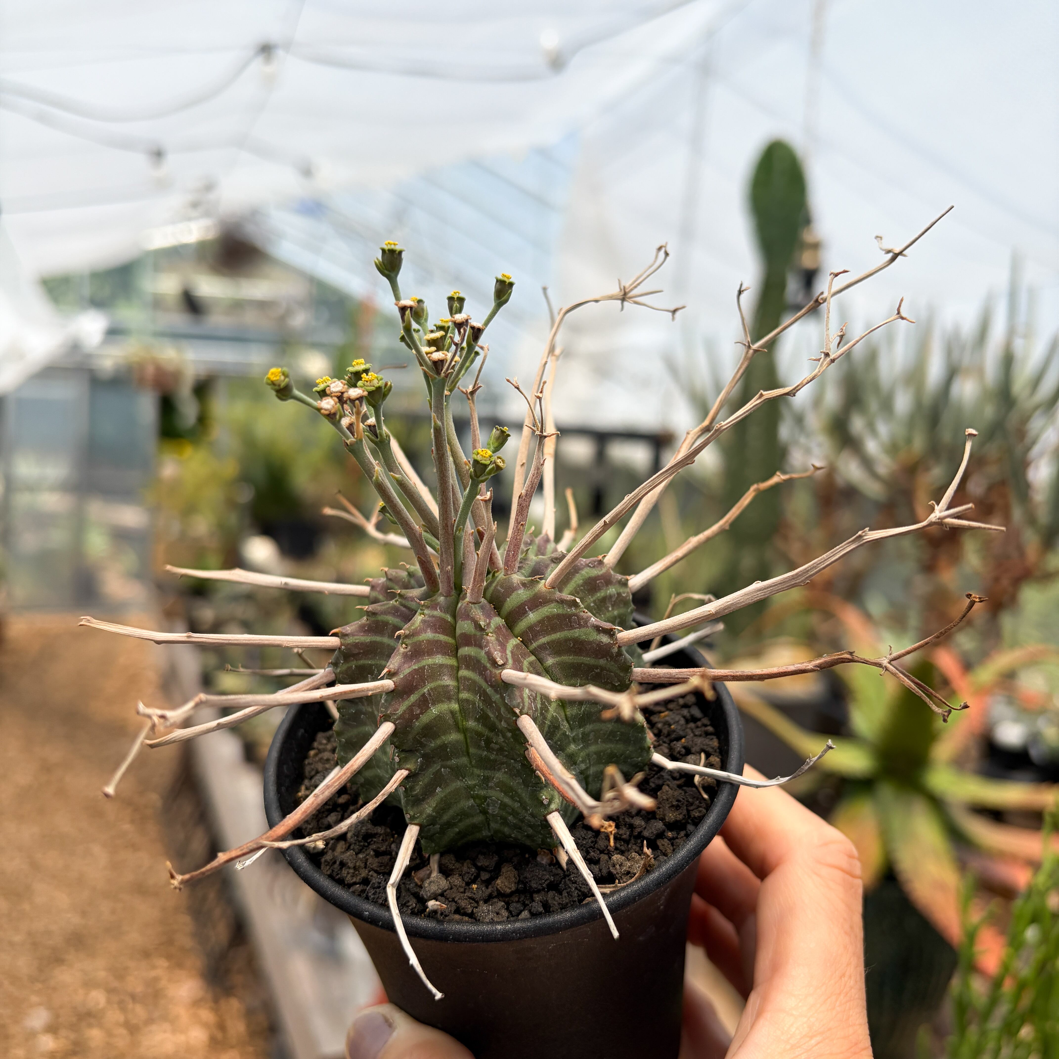 Euphorbia valida【ユーフォルビア・強棘バリダ】 | RIMO'S GREEN