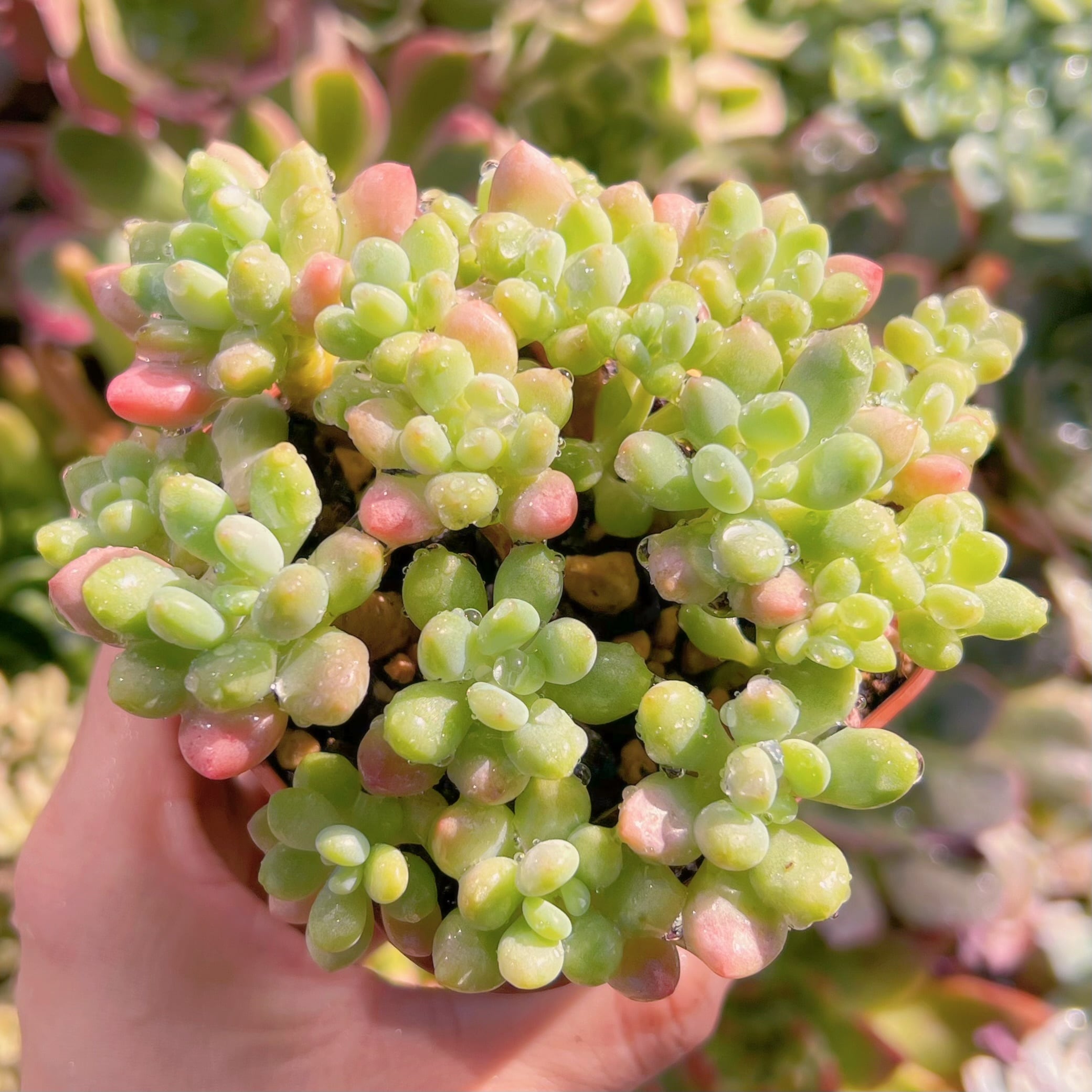 現物　ロココ#738   古株群生　るる農園