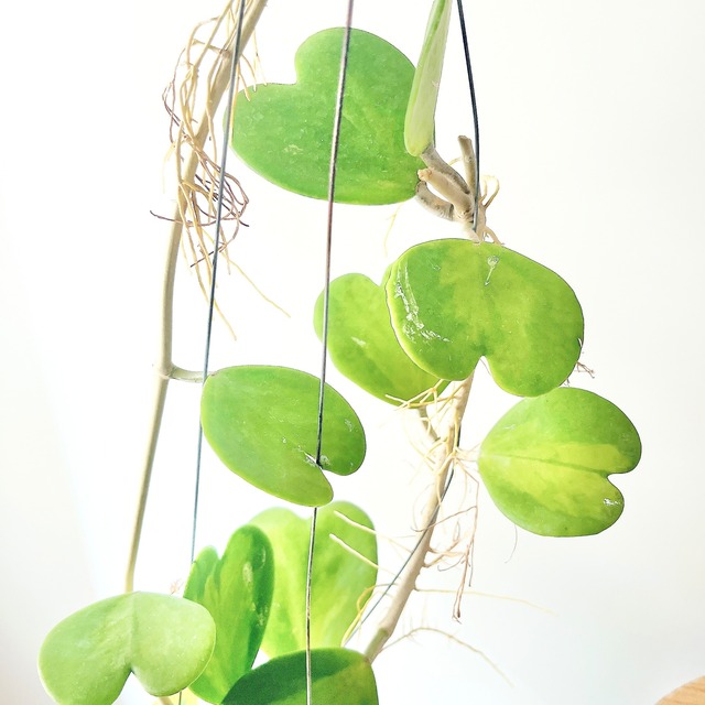 希少品種ホヤコレクション：Hoya kerrii Inner Variegata（ホヤ・ケリー インナーバリエガータ）｜太陽園芸 × calm cafe