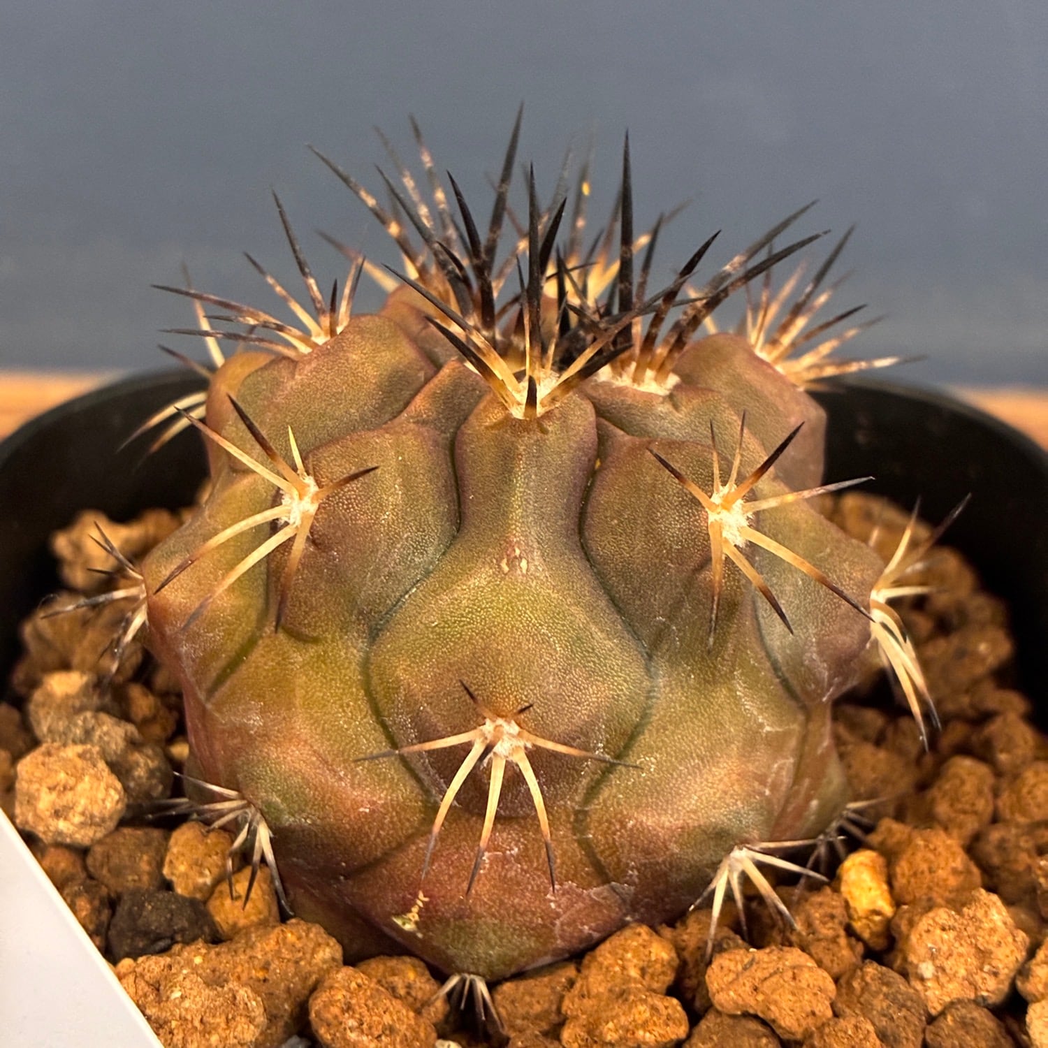 Copiapoa】サボテン コピアポア デュラ 銅羅丸実生【958】 | PROTOLEAF