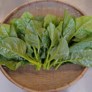 つるむらさき(木耳菜）　1㎏／中国野菜