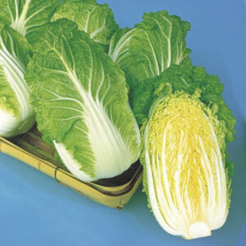 ハクサイ 「舞の海」（小袋） 画像