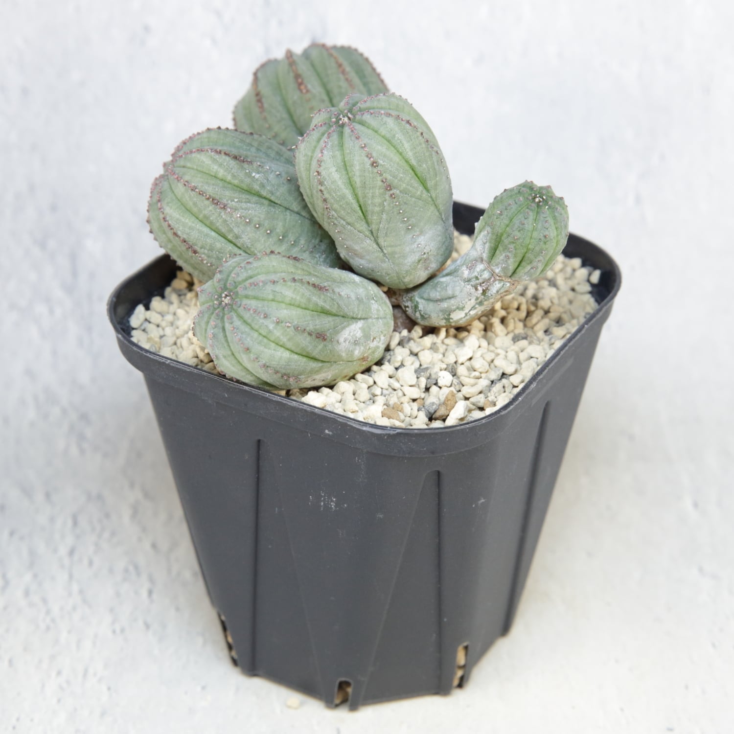 オス株 最大幅 約11cm五頭 マルチヘッド オベサ / ユーフォルビア