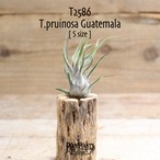【送料無料】プルイノーサ グアテマラ S〔エアプランツ〕現品発送T2586