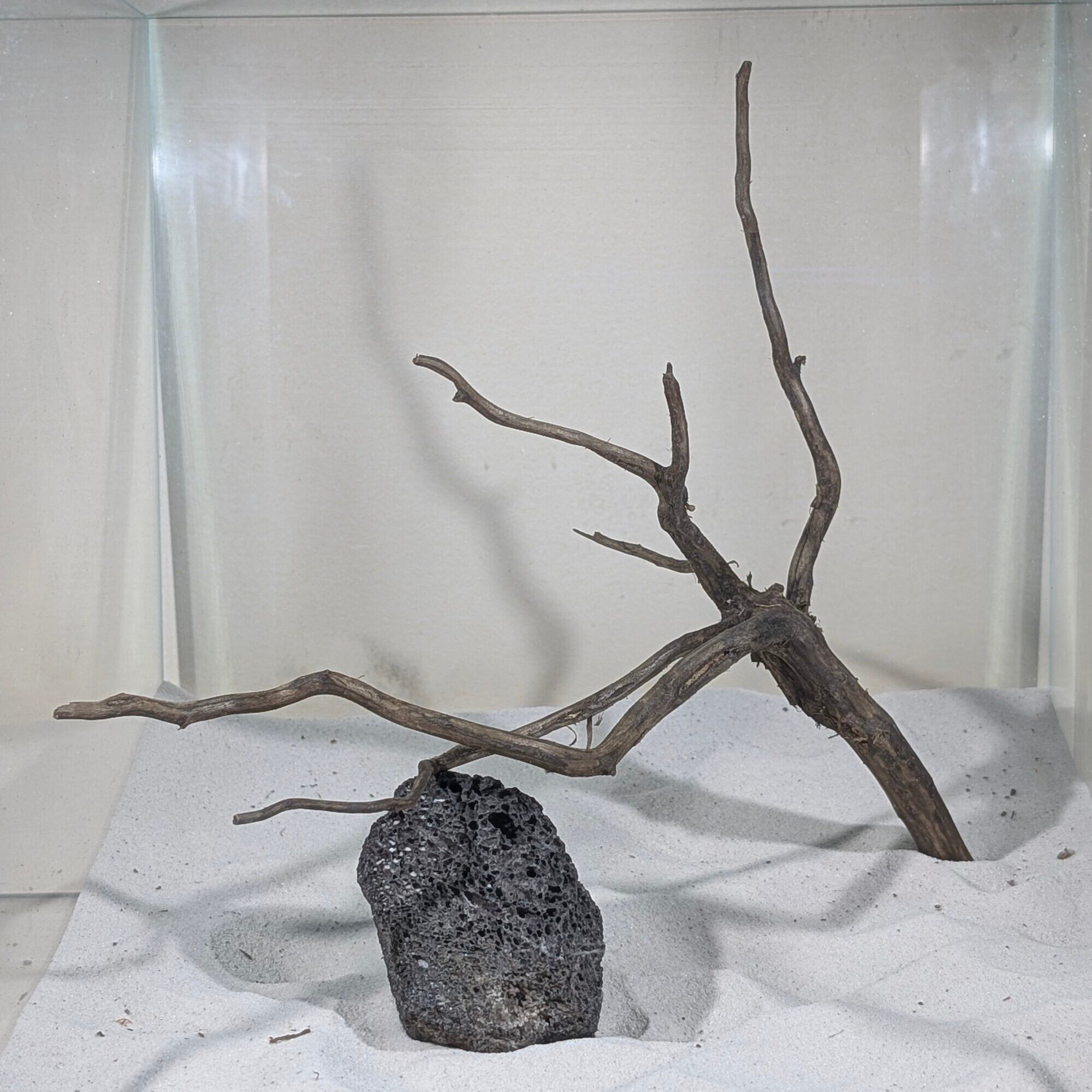 ブラックスマトラブランチウッド【BSB091】 | ペットの流木 水宗工房