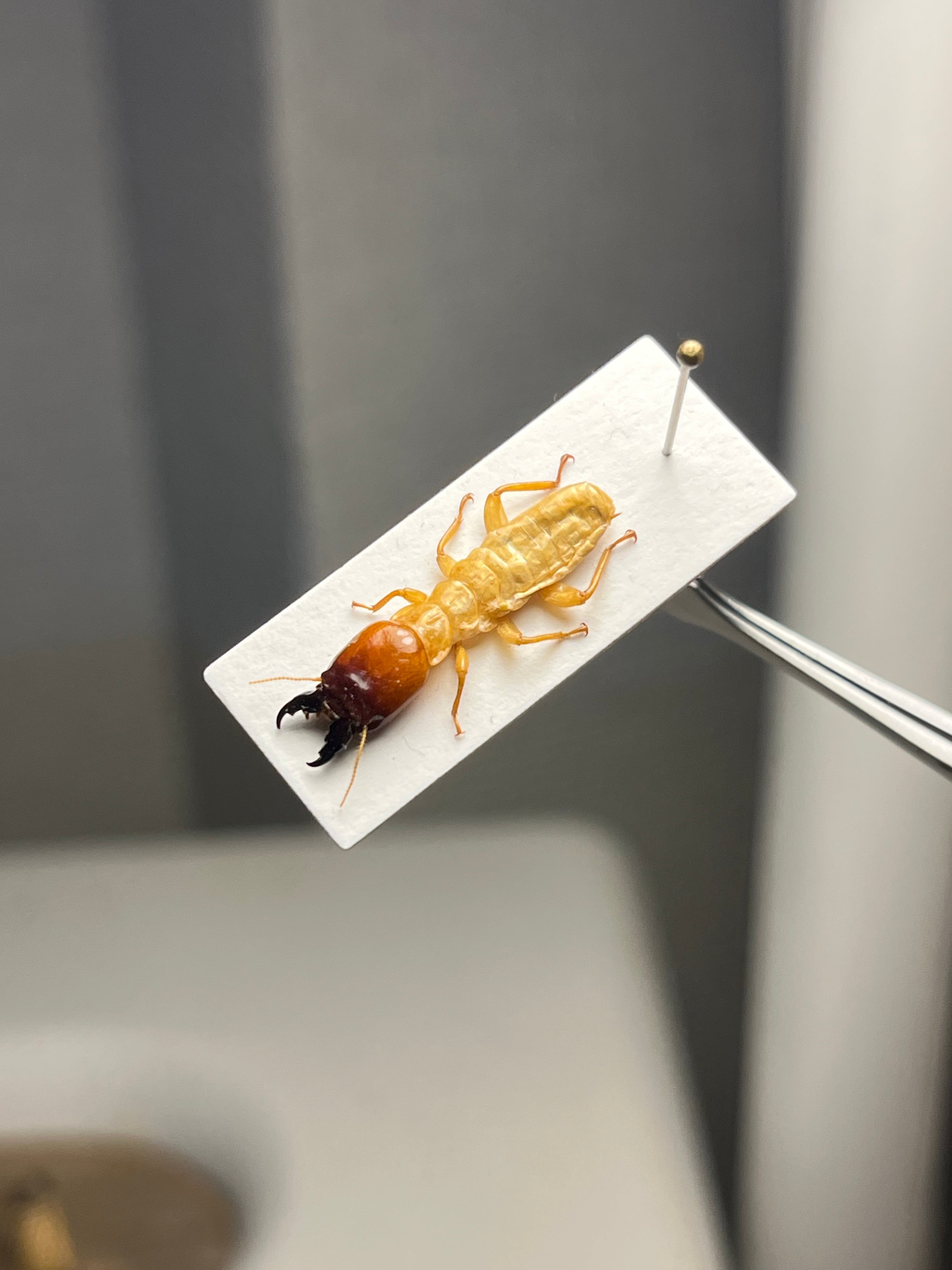 【60mm程】コメツキムシの幼虫 ハチスズメバチハムシフンチュウオサムシ標本 標本 | オモニキチュウ